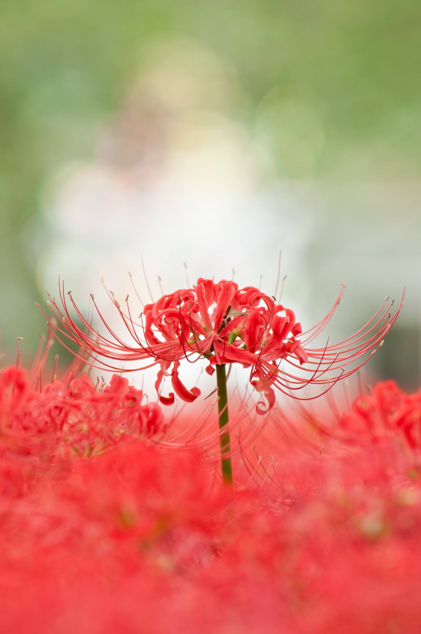 肉質画　【彼岸花】　金 20190912-red-spider-lily-32-