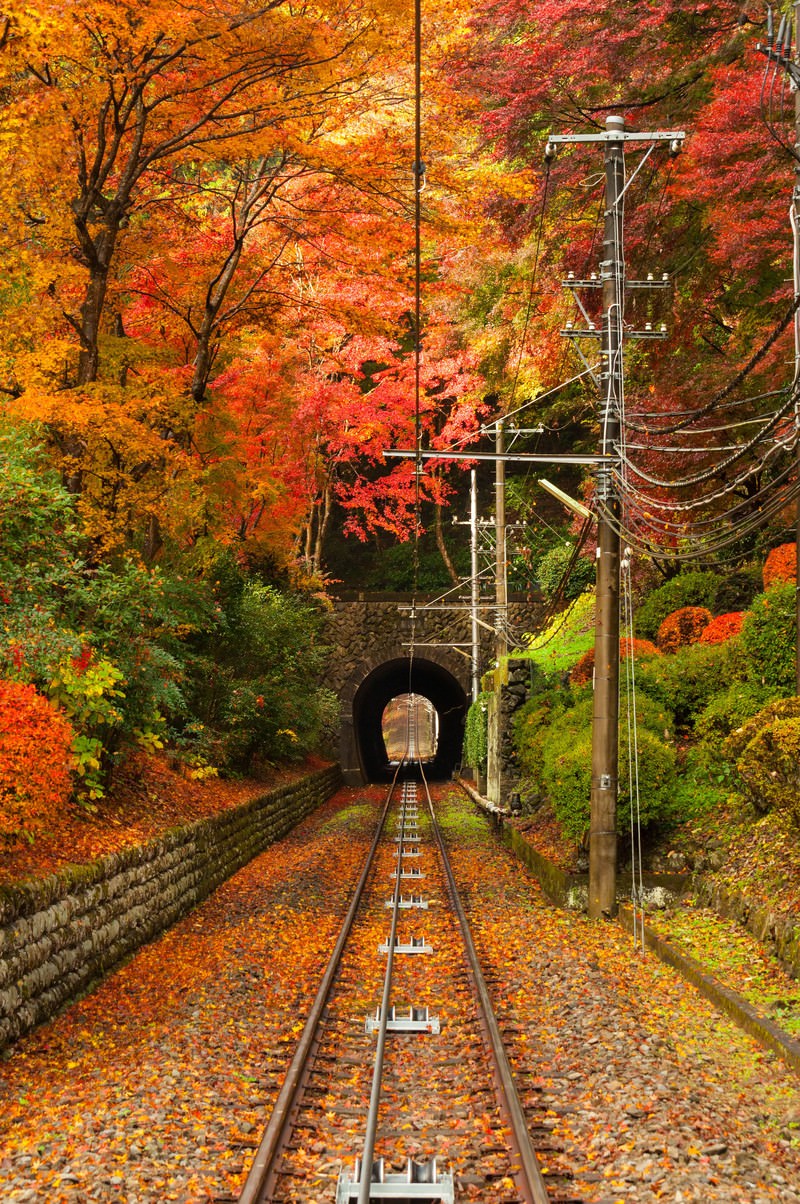 高尾山の紅葉の写真 画像 を無料ダウンロード フリー素材のぱくたそ