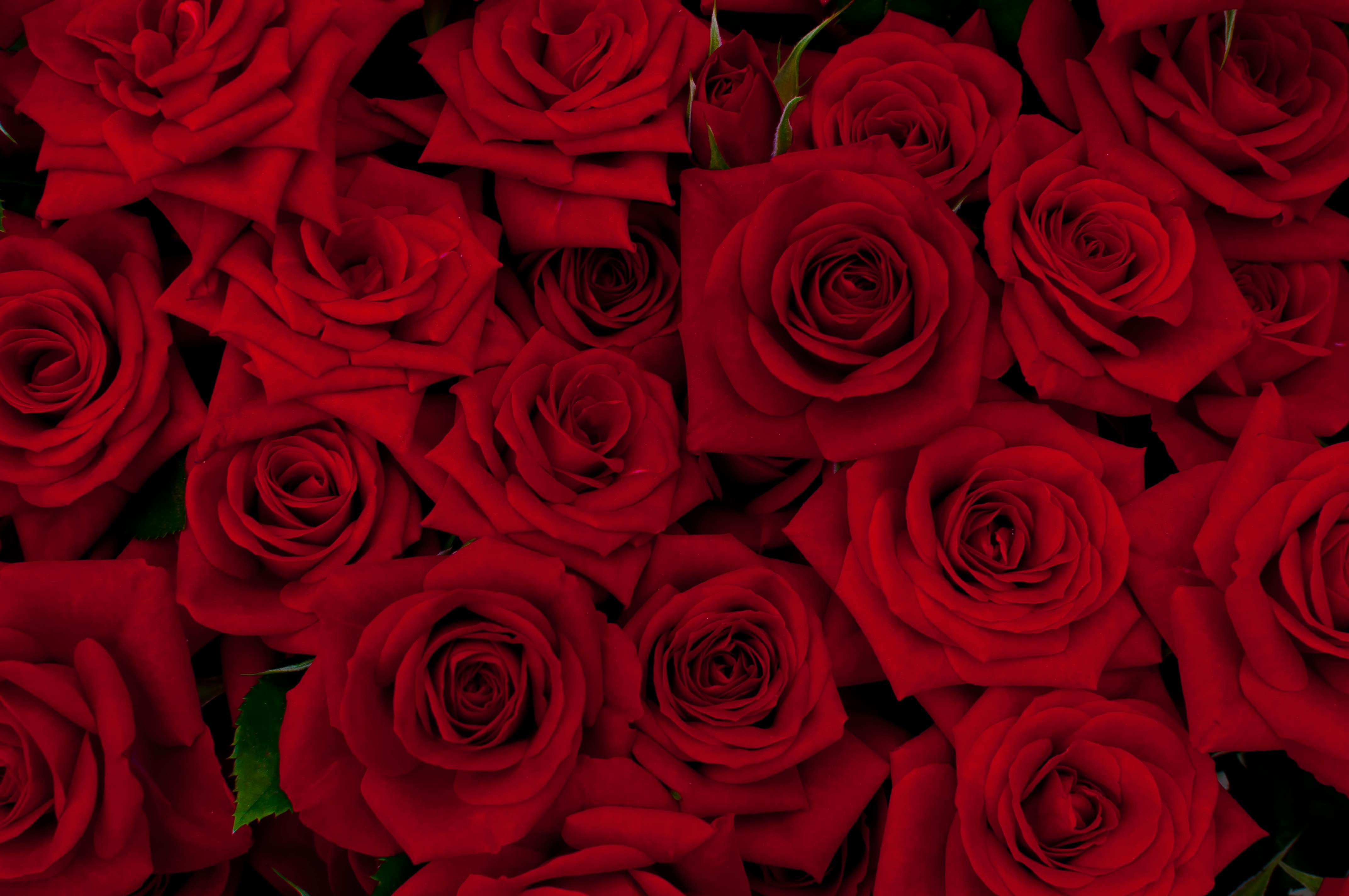 赤い剣弁咲のバラの無料の写真素材 フリー素材 をダウンロード ぱくたそ