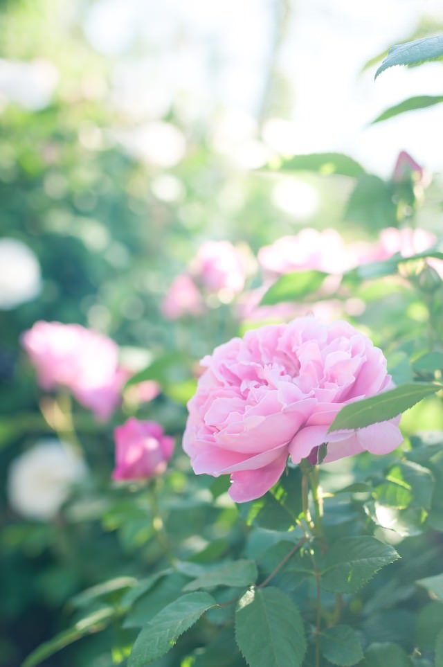 朝のバラの無料の写真素材 フリー素材 をダウンロード ぱくたそ