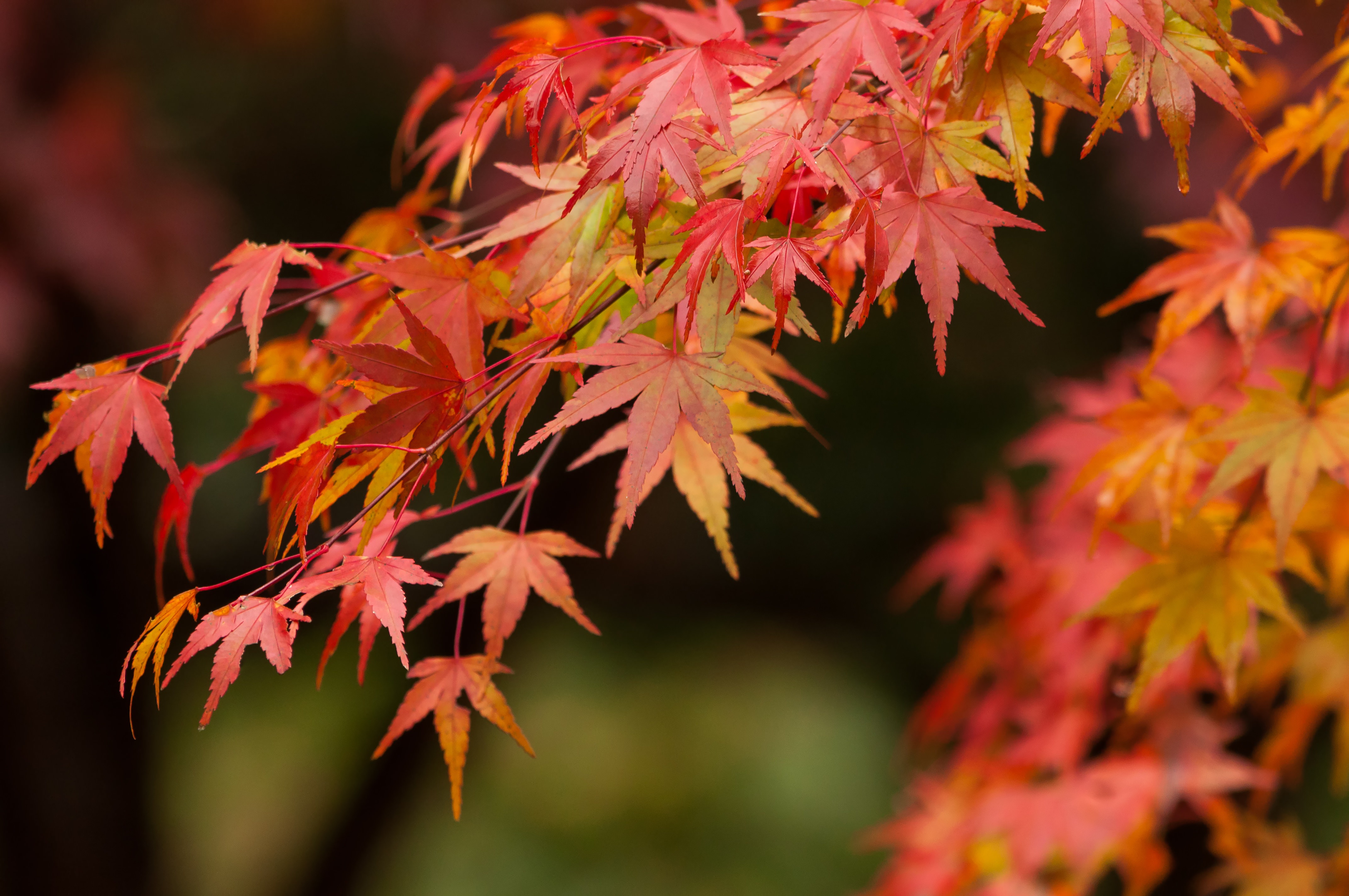 紅葉するイロハモミジの写真を無料ダウンロード フリー素材 ぱくたそ