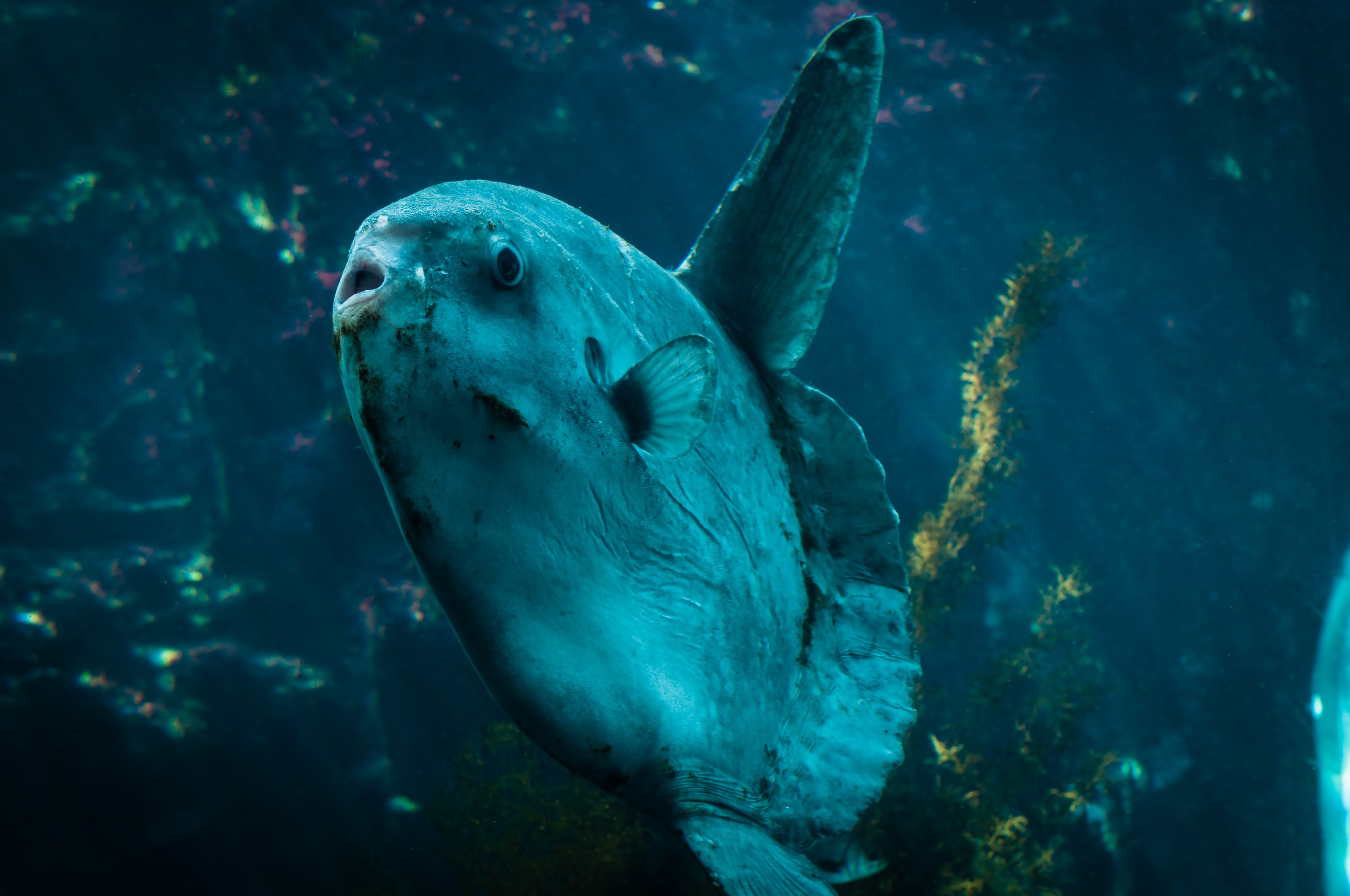 焼きそばパン買ってこいよ っと見下す水族館のマンボウの写真素材 ぱくたそ