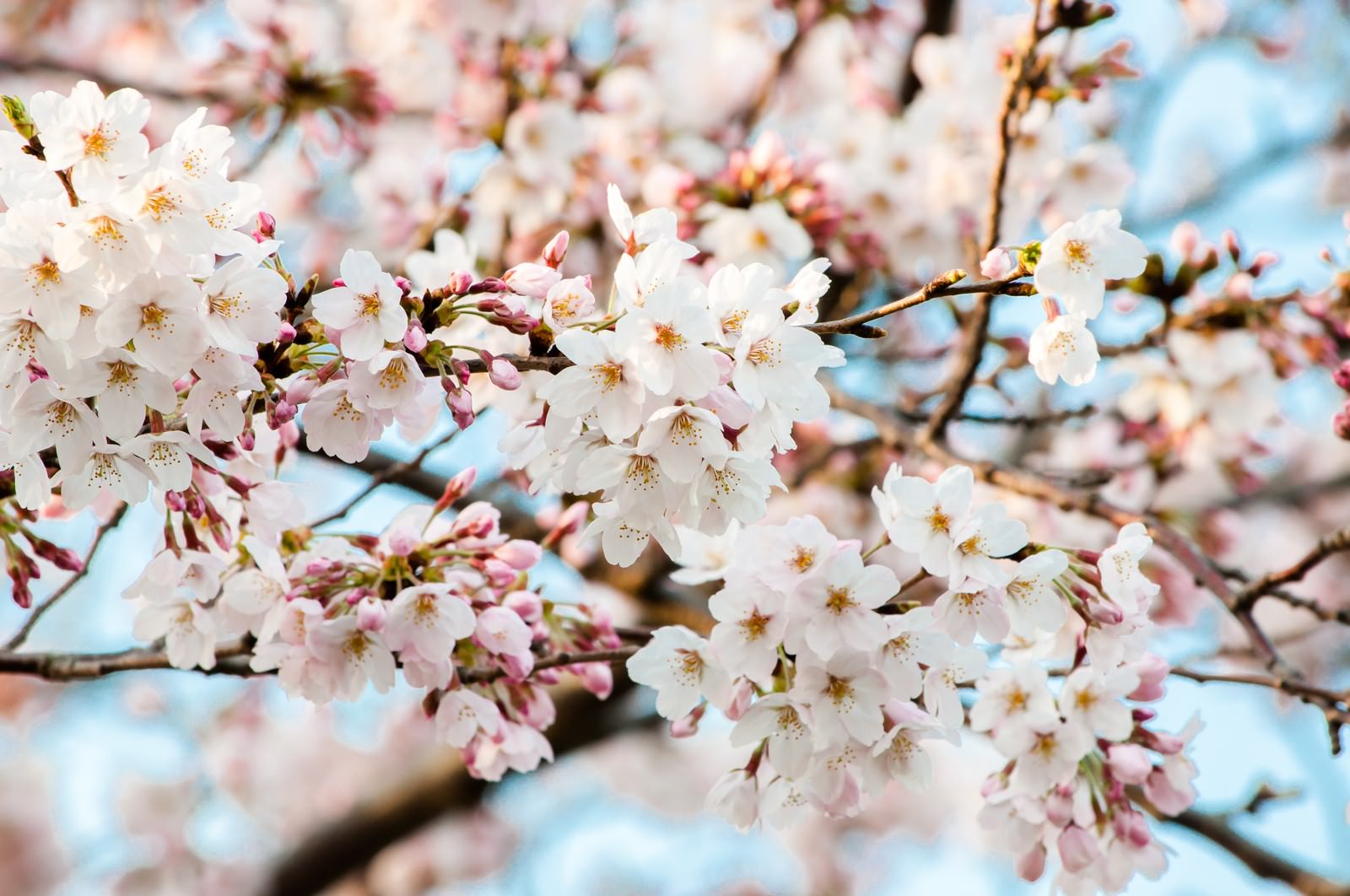 「花ひらく（桜） | フリー素材のぱくたそ」の写真