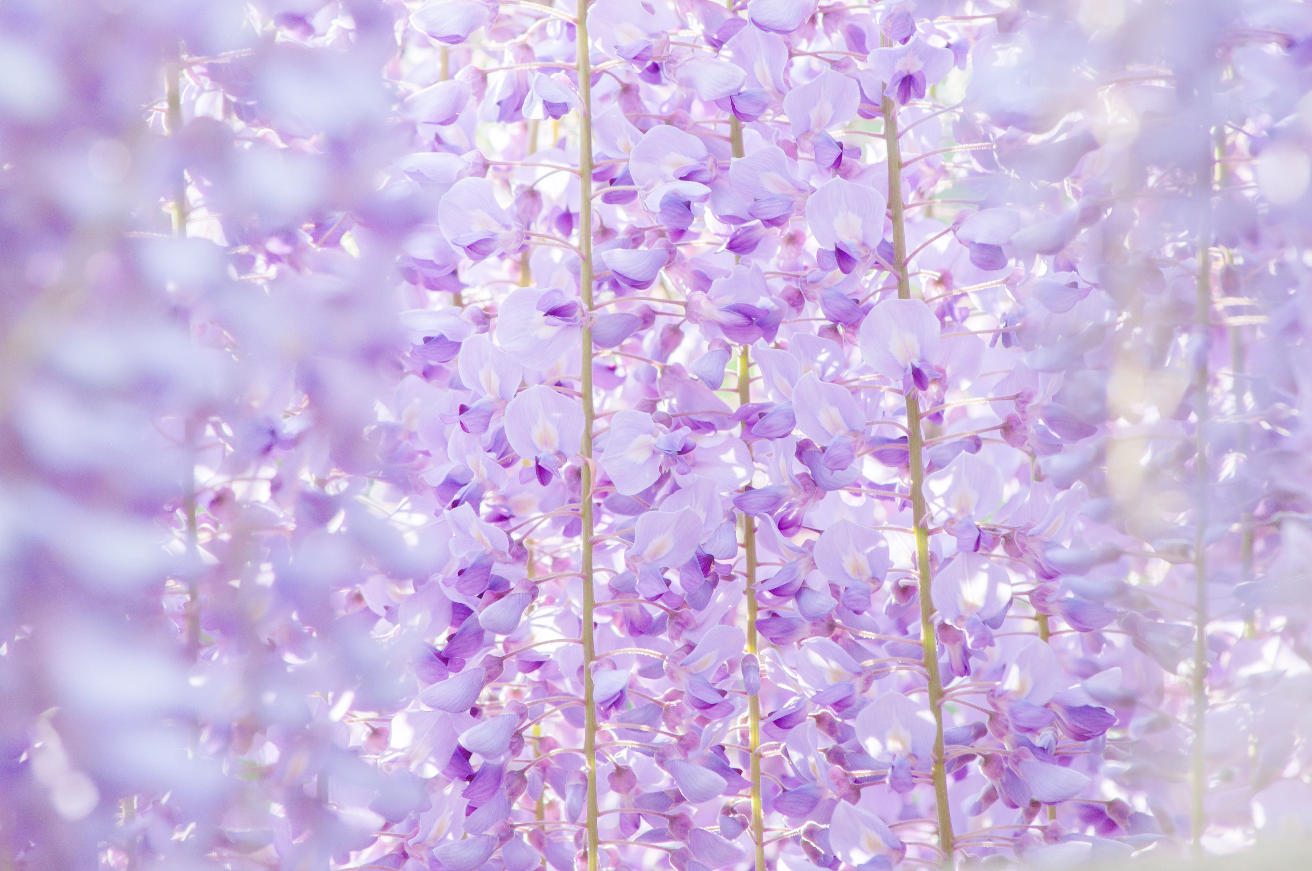 藤の花のテクスチャ フリー素材のぱくたそ