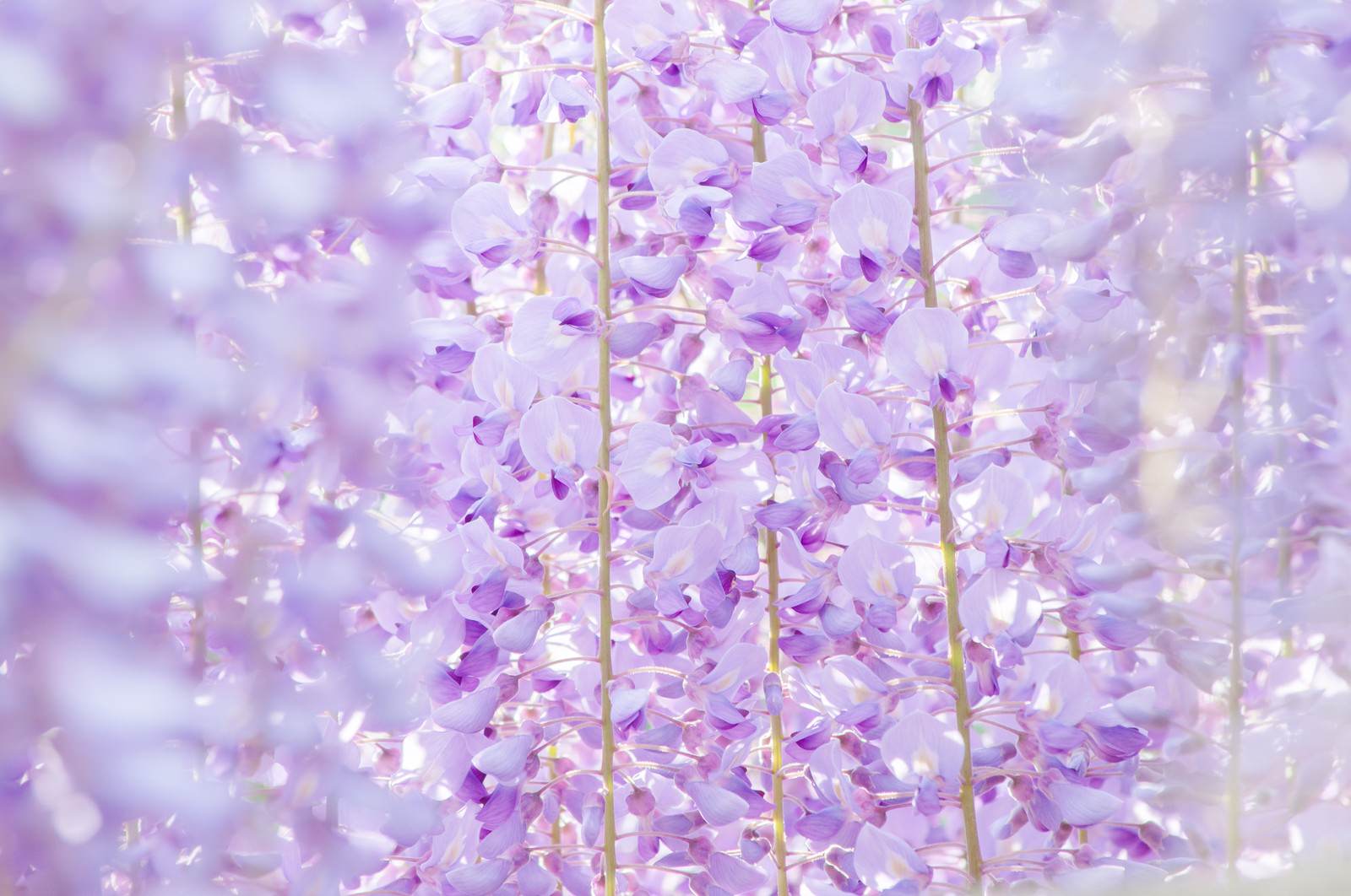 藤の花のテクスチャの写真素材 ぱくたそ