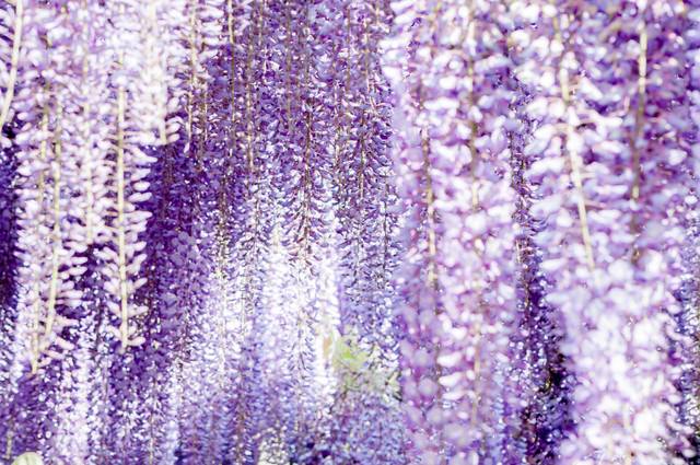 満開に咲く藤の花のフリー素材 ぱくたそ