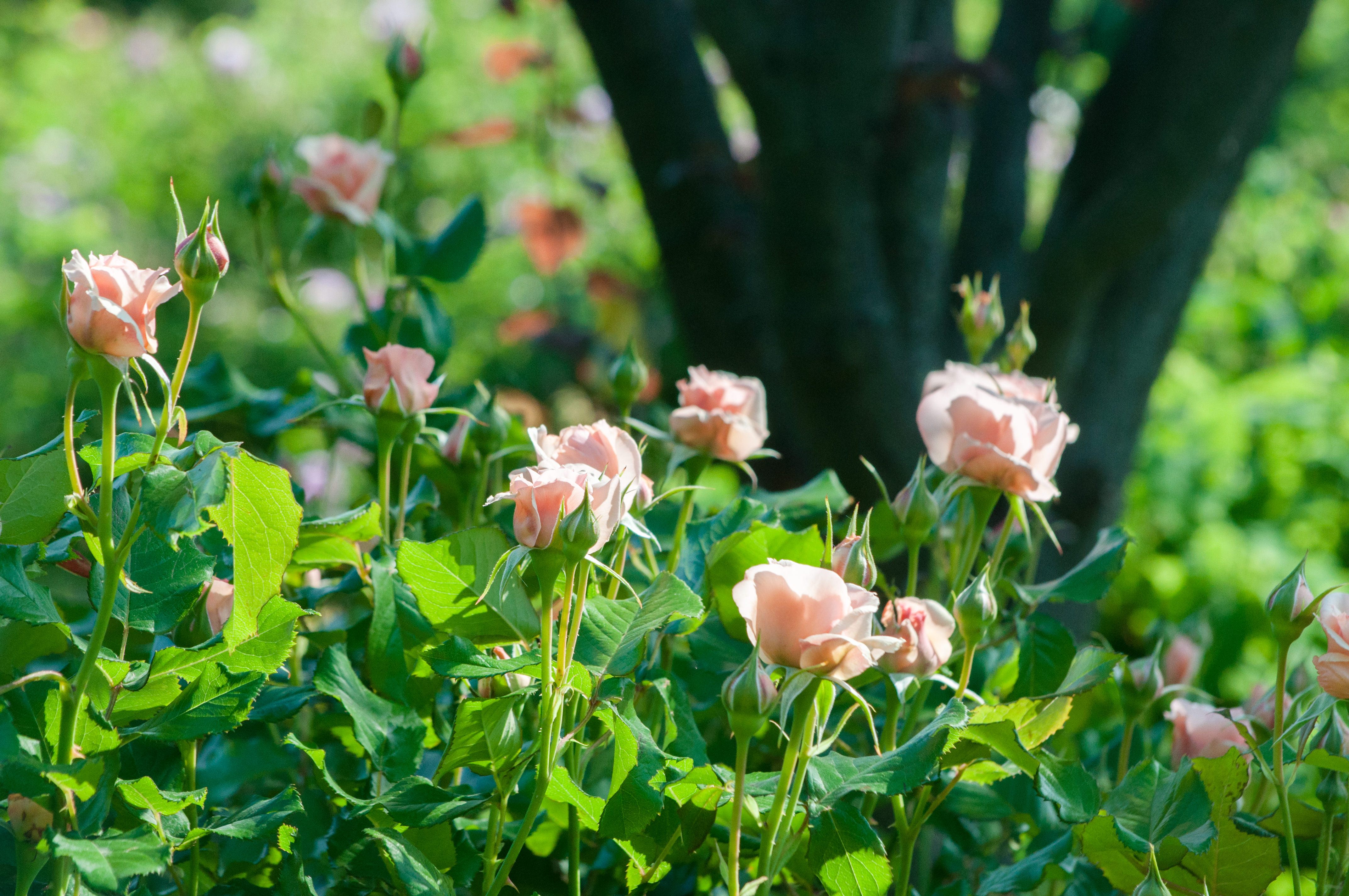 花ひらくとき バラ の写真 画像 を無料ダウンロード フリー素材のぱくたそ