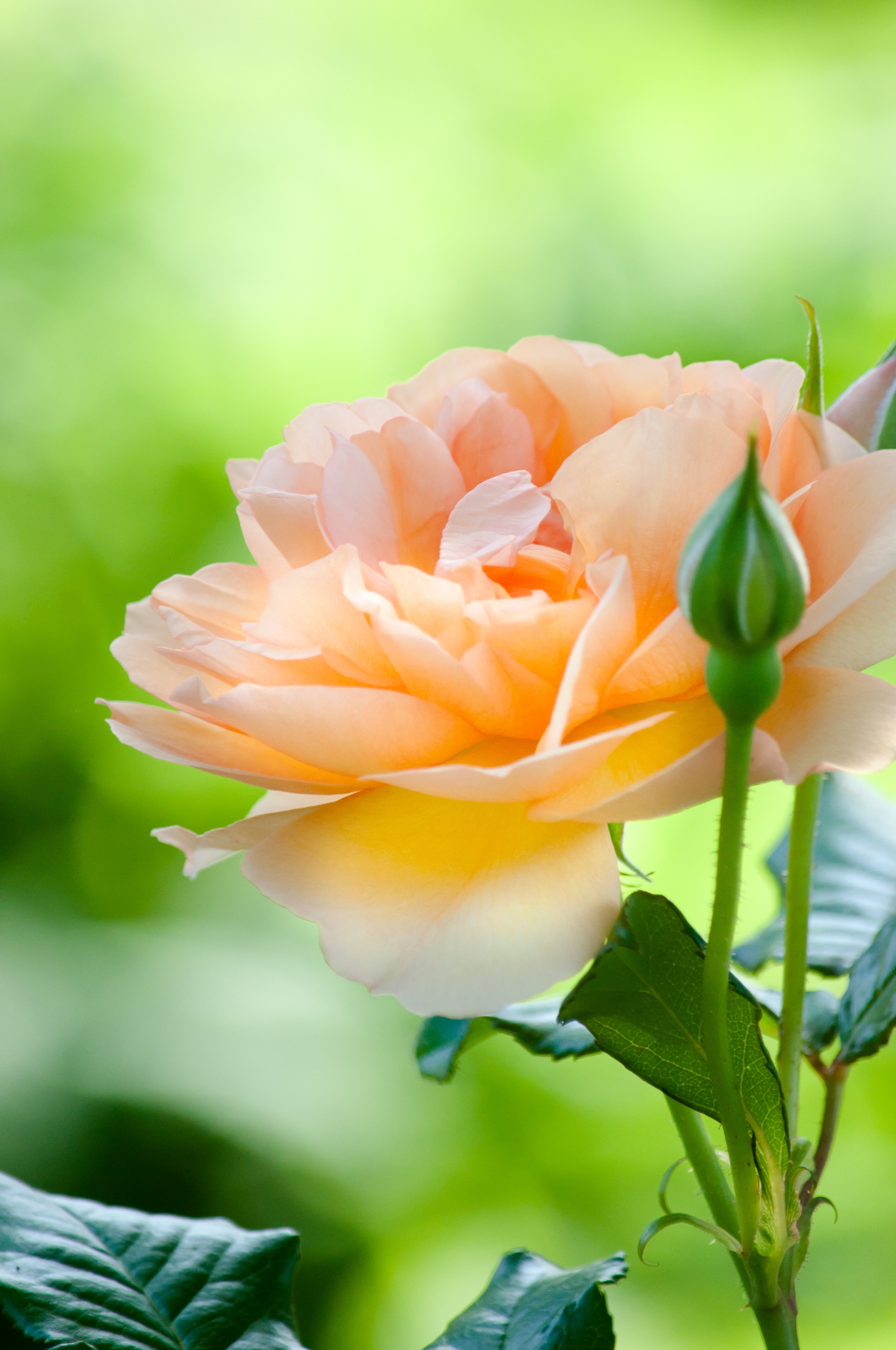 オレンジ色のバラの写真を無料ダウンロード フリー素材 ぱくたそ