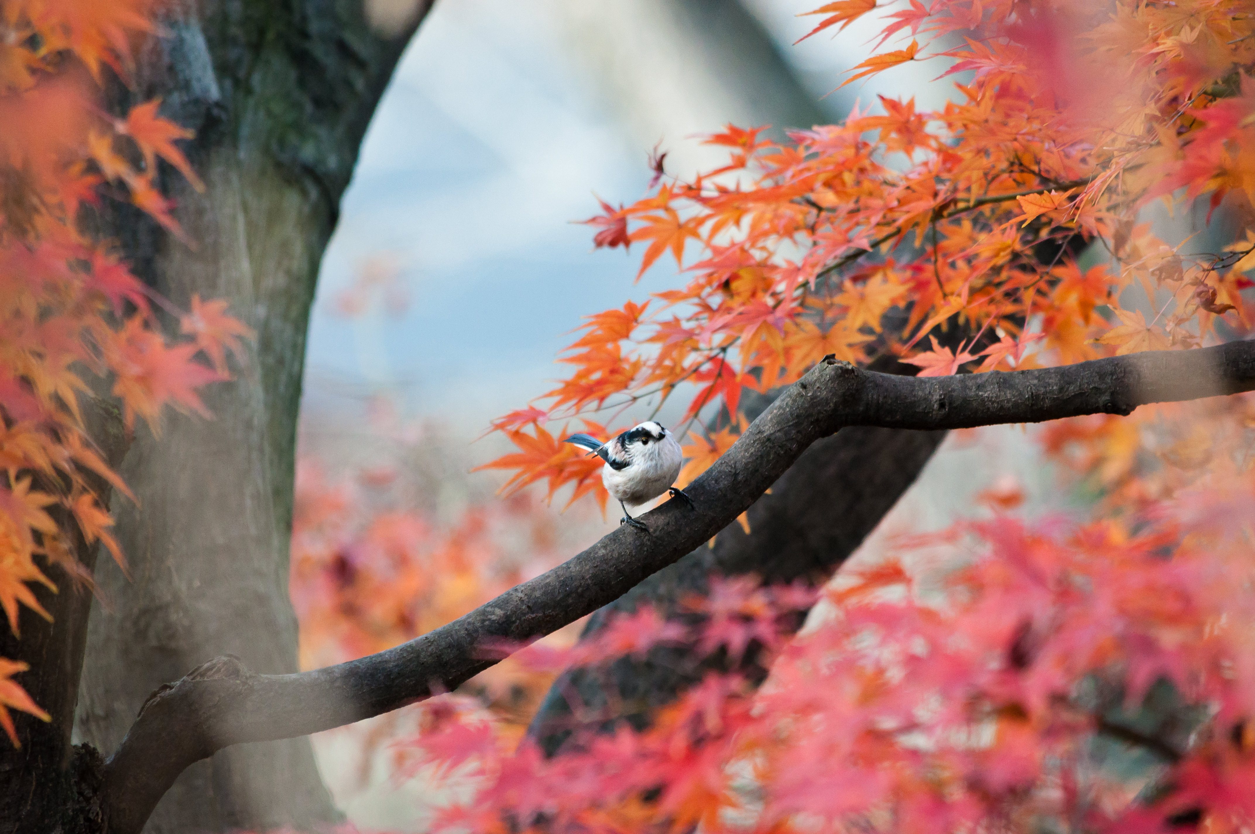 紅葉とエナガの写真素材 ぱくたそ