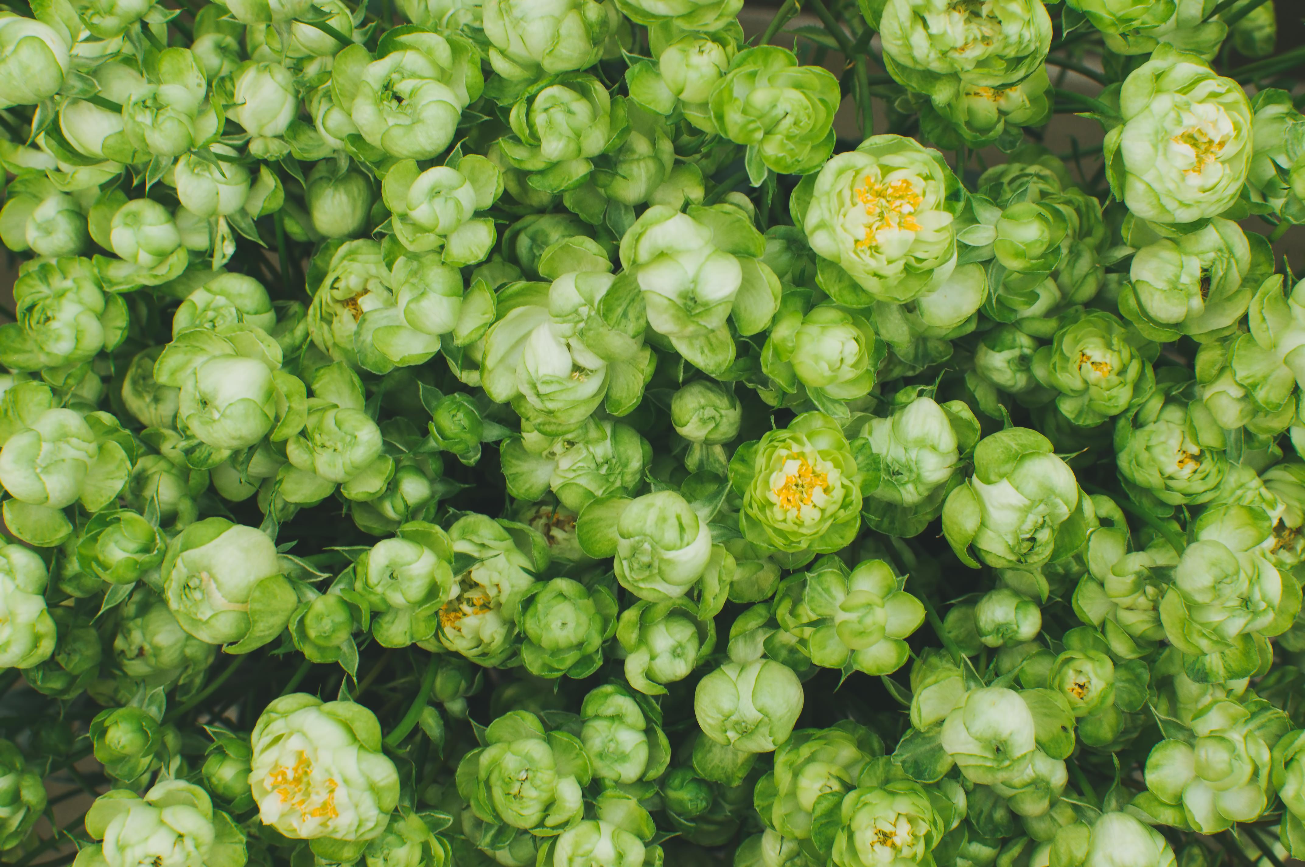 緑の薔薇のフリー素材 ぱくたそ