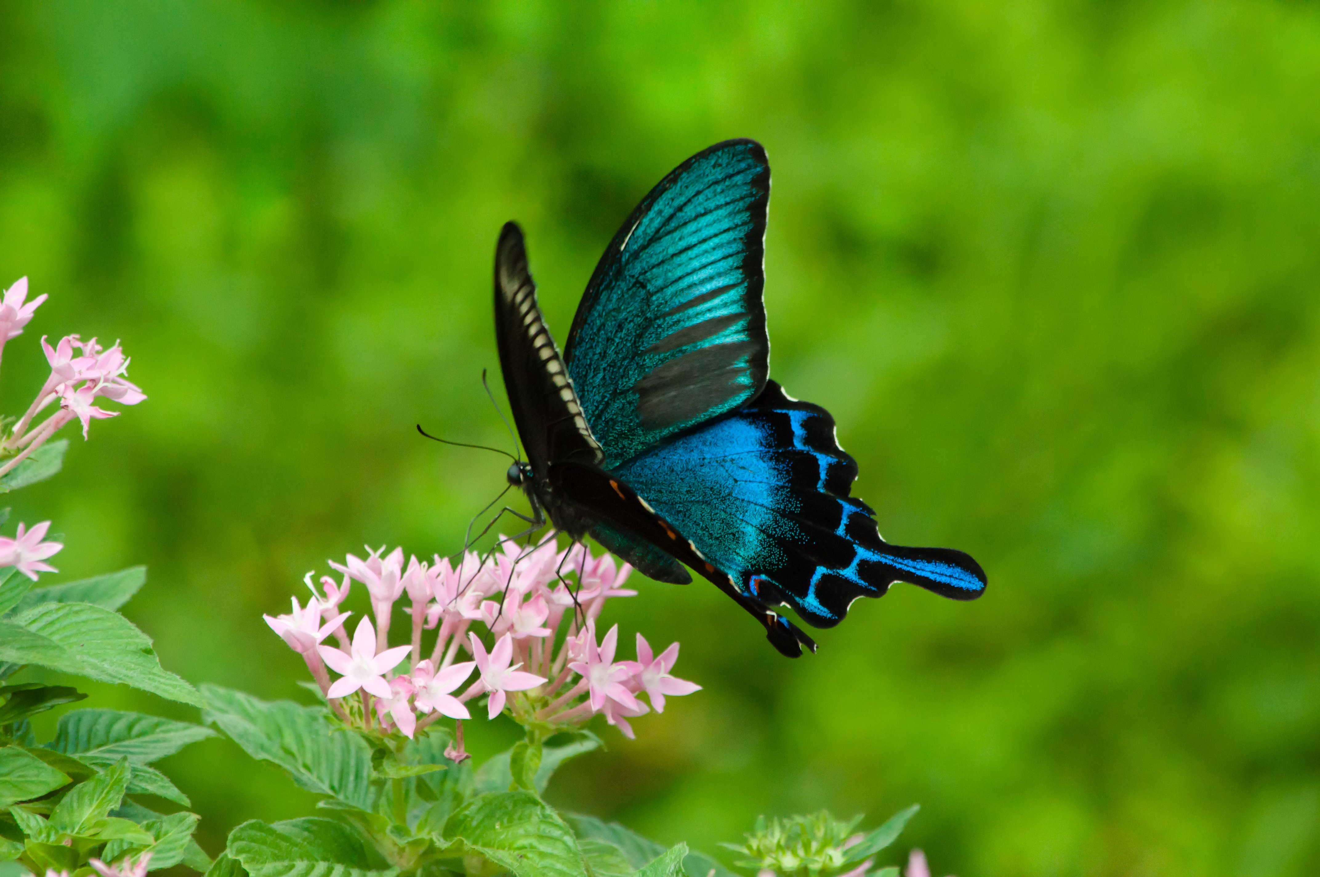 カラスアゲハ 蝶 の写真を無料ダウンロード フリー素材 ぱくたそ