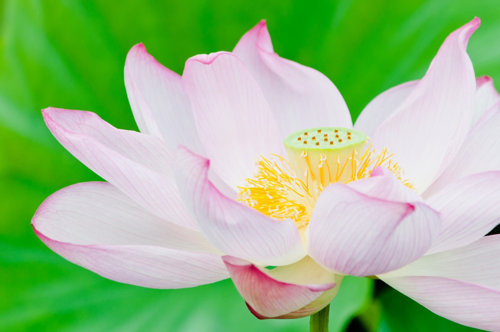 ピンク色の蓮の花の写真素材 ぱくたそ