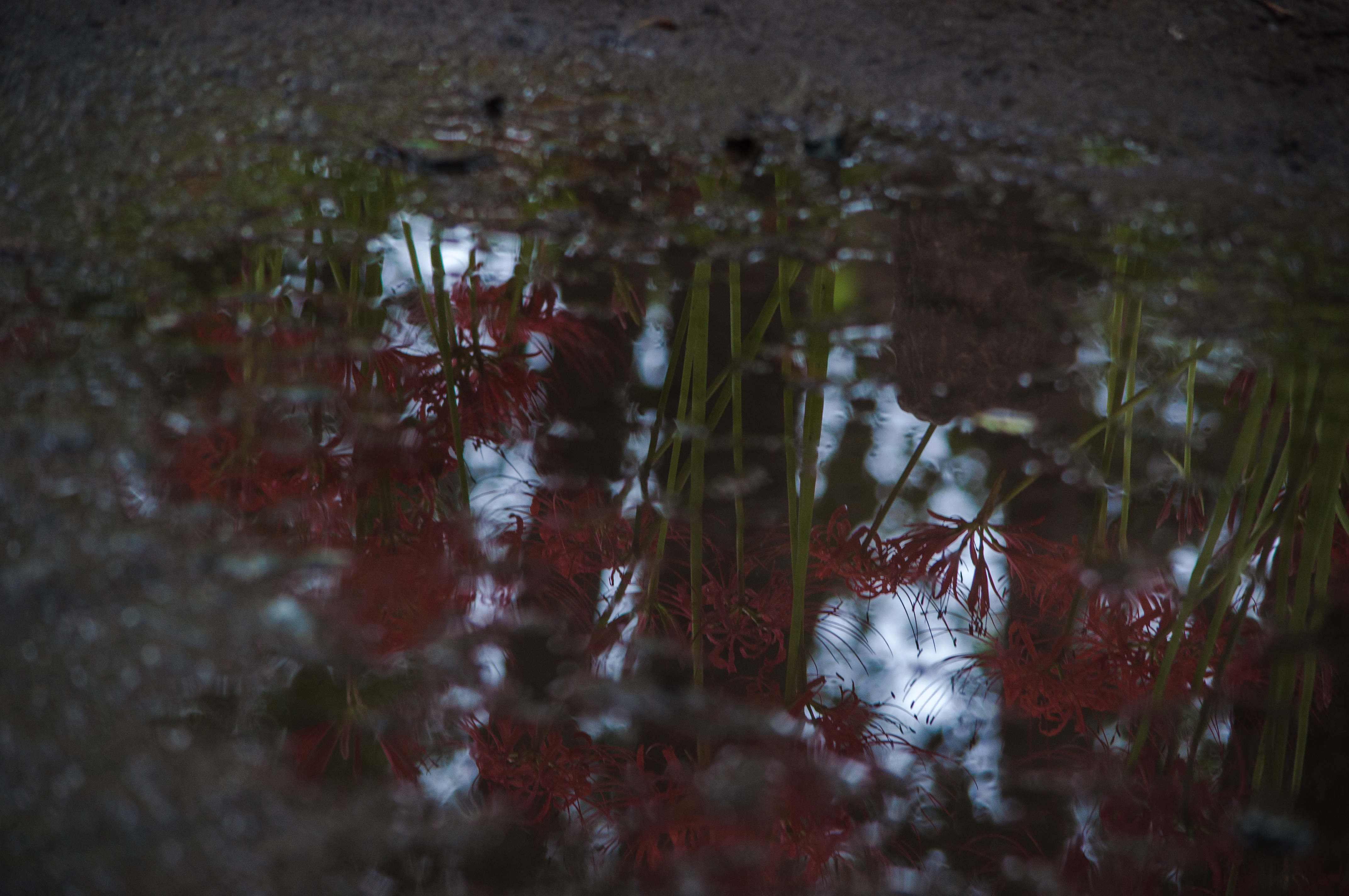 雨上がりの秋の道のフリー素材 ぱくたそ