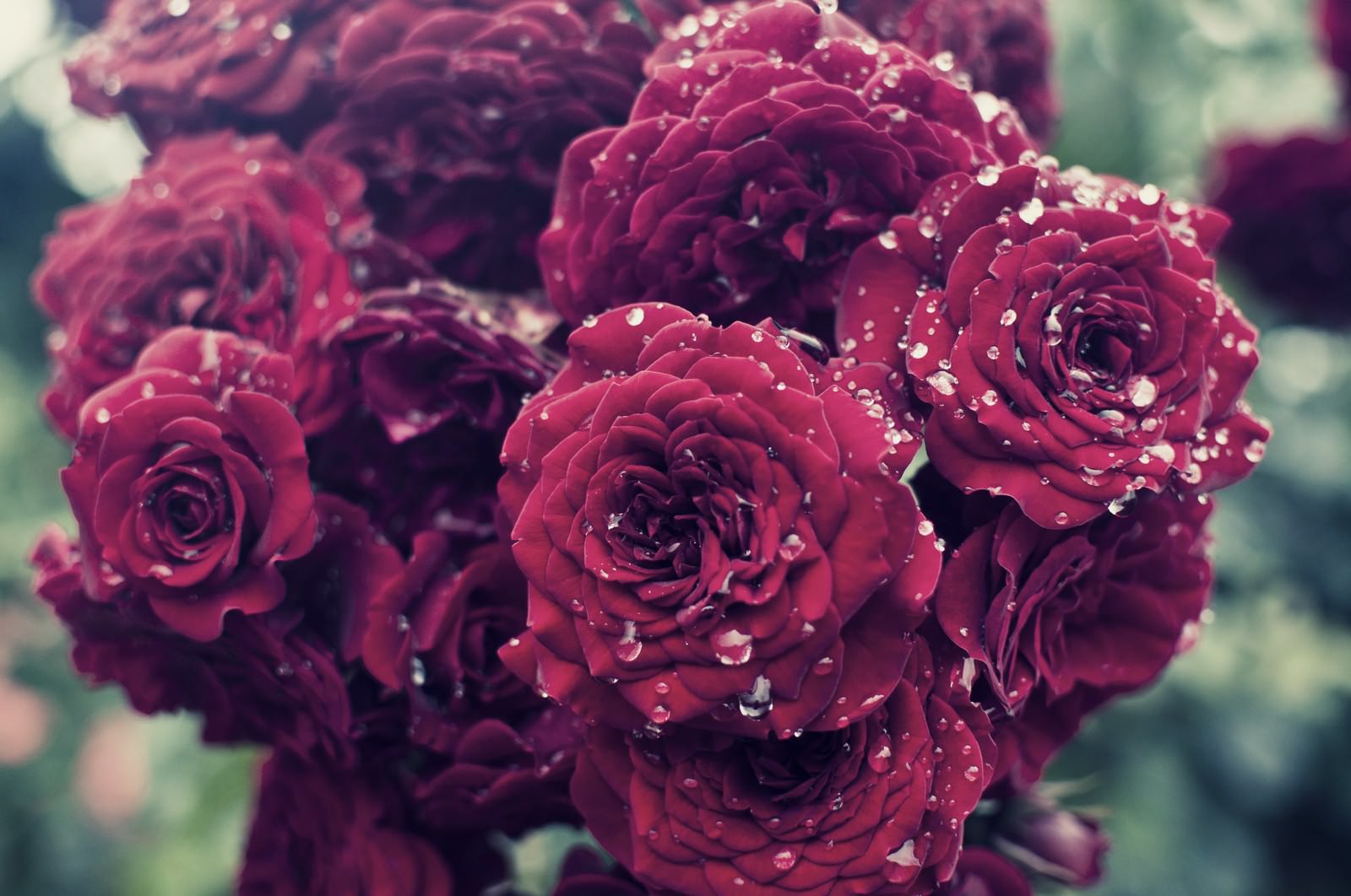 「雨に濡れる紅い薔薇」の写真