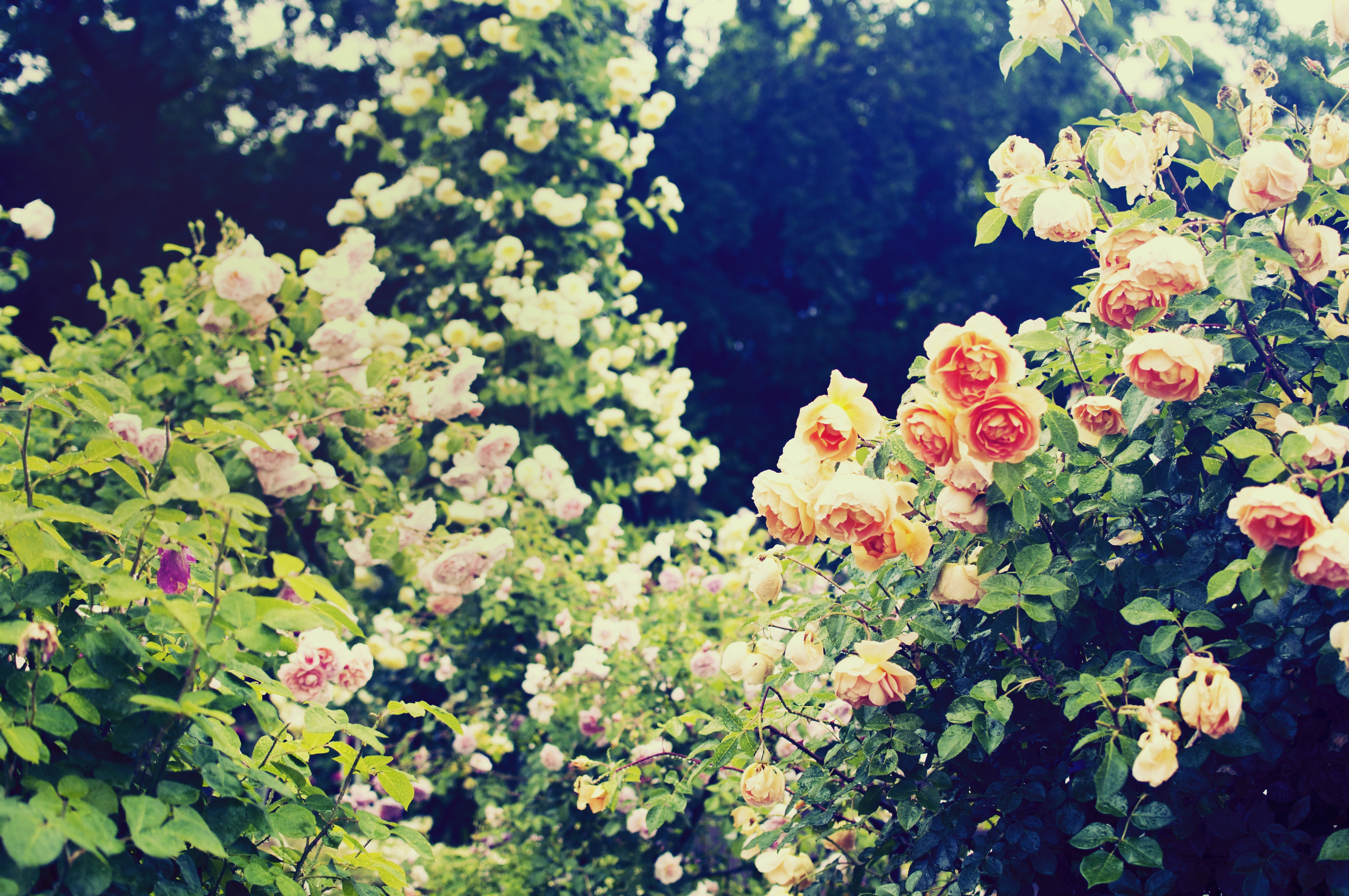 秘密の花園 バラ の写真素材 ぱくたそ