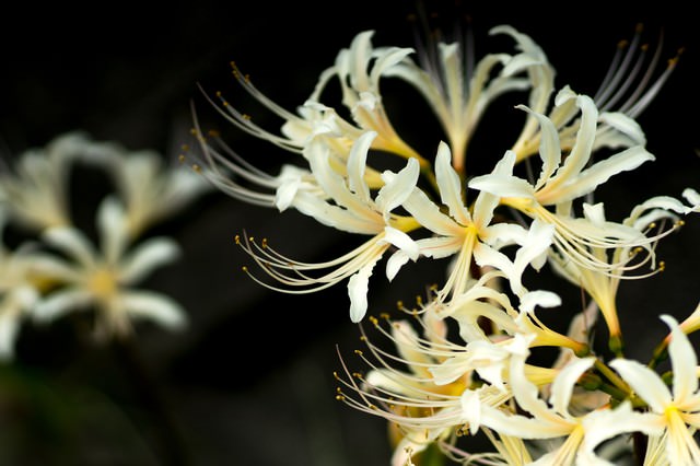 白い彼岸花（白花曼珠沙華）