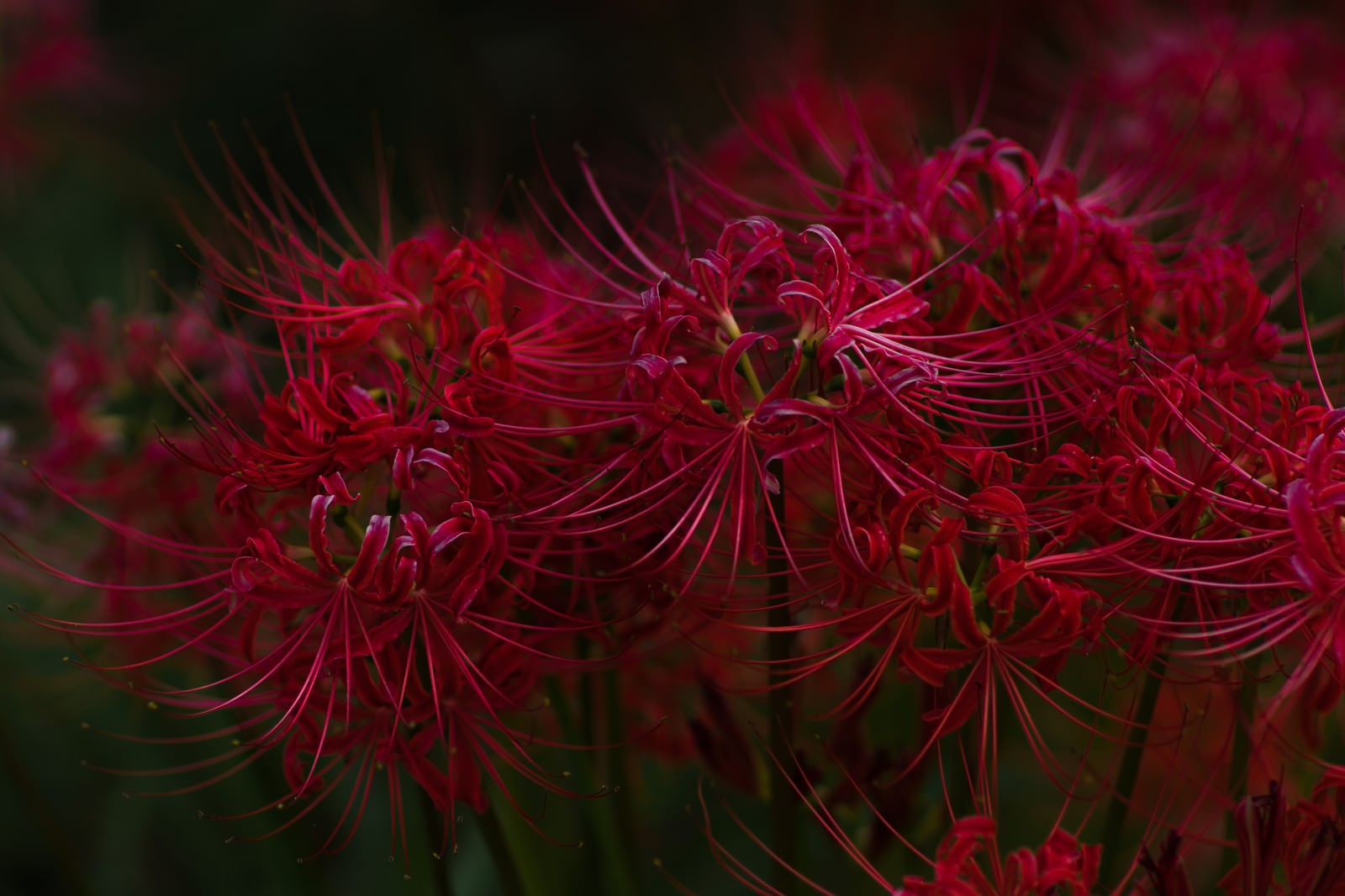 夏の終わり お彼岸の時期に咲く花 彼岸花 の写真 画像 フリー素材 ぱくたそ