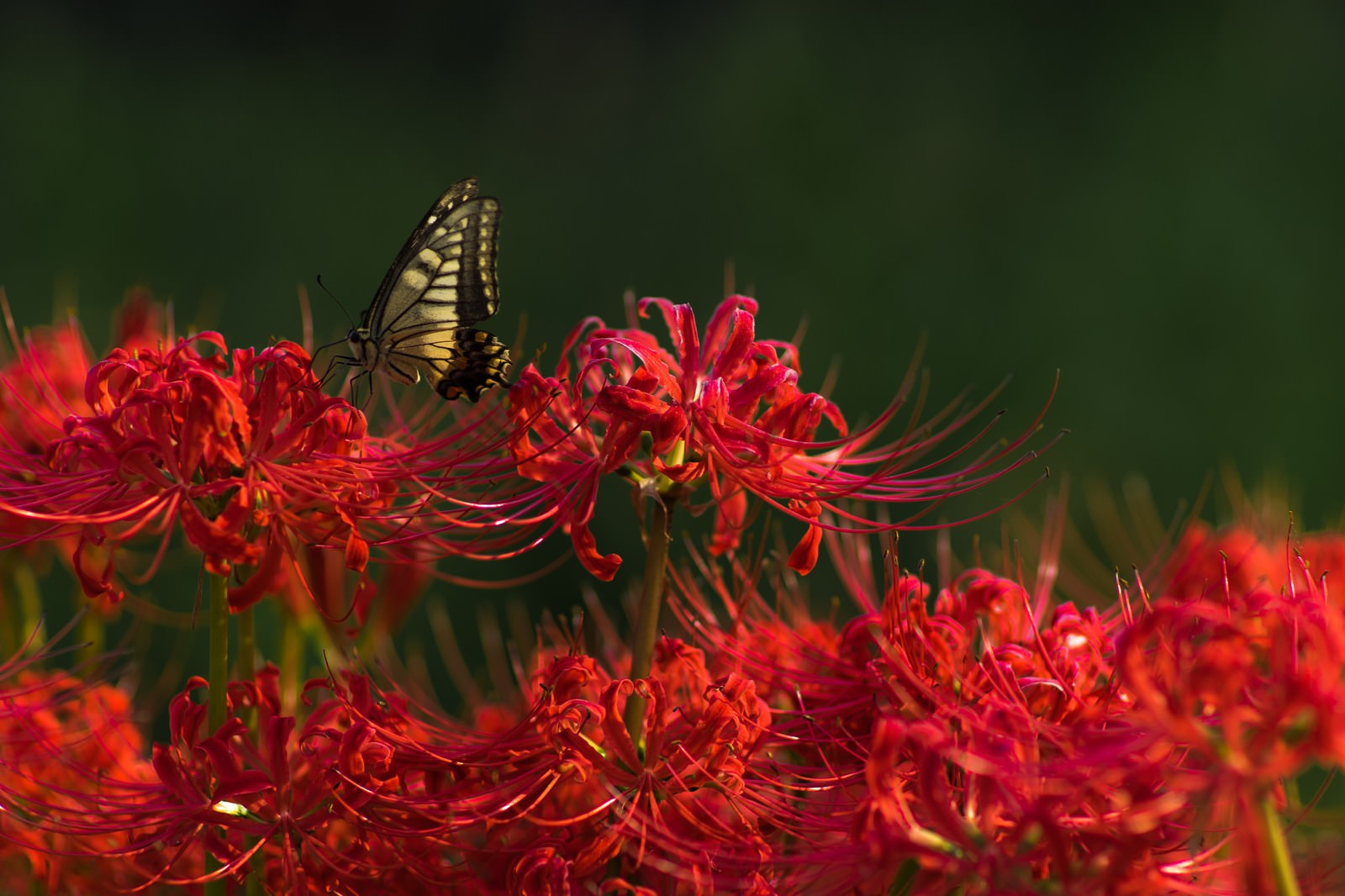 曼珠沙華の蜜を吸う揚羽蝶 無料の写真素材はフリー素材のぱくたそ