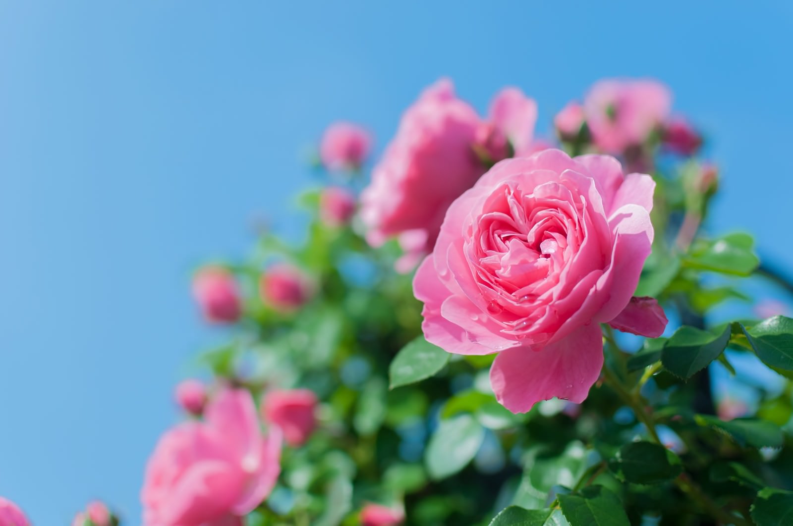 上綺麗 な 花 画像 無料 最高の花の画像