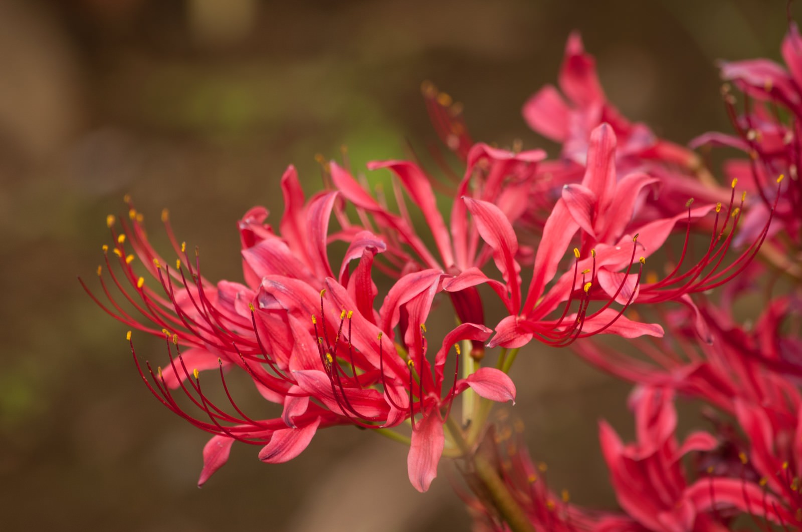 リコリスの花の写真を無料ダウンロード フリー素材 ぱくたそ