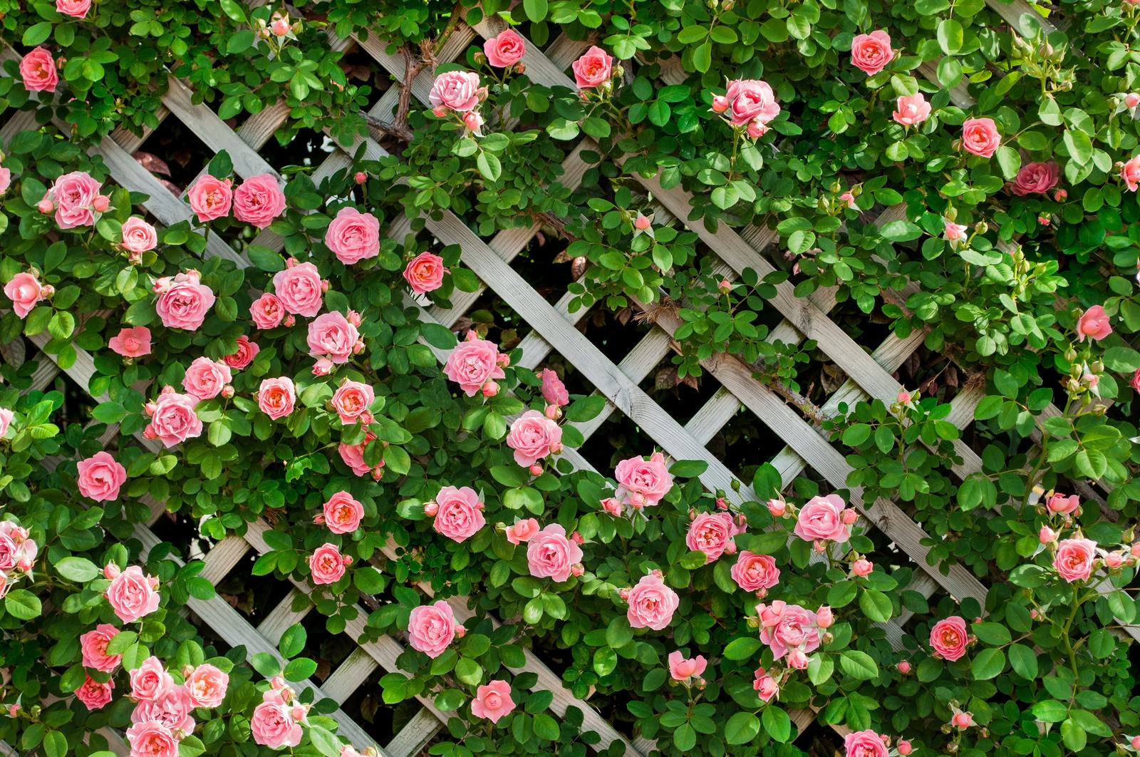 ピンク色のつるバラの無料の写真素材 フリー素材 をダウンロード ぱくたそ