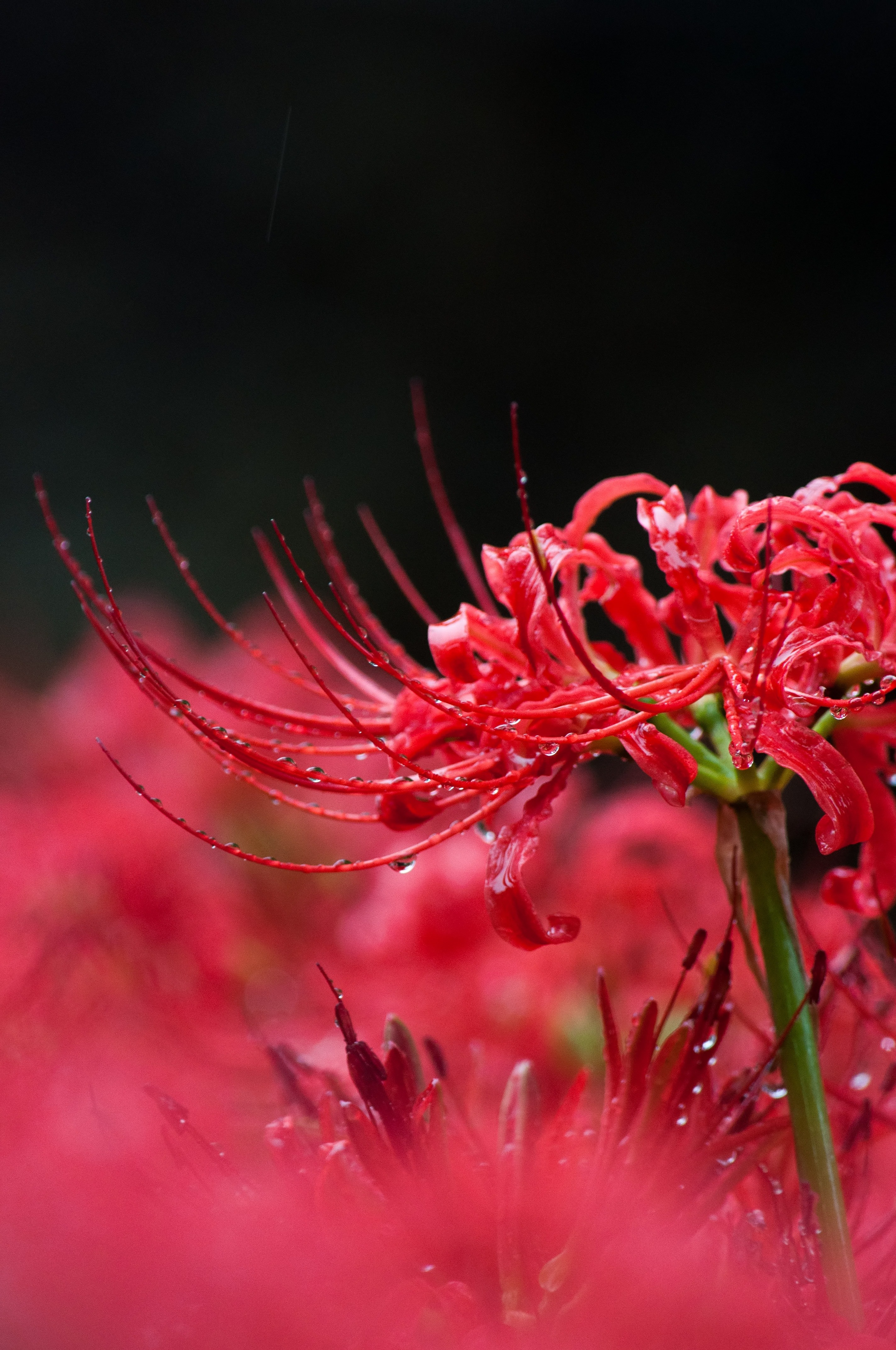 雨に濡れる彼岸花の写真素材 ぱくたそ