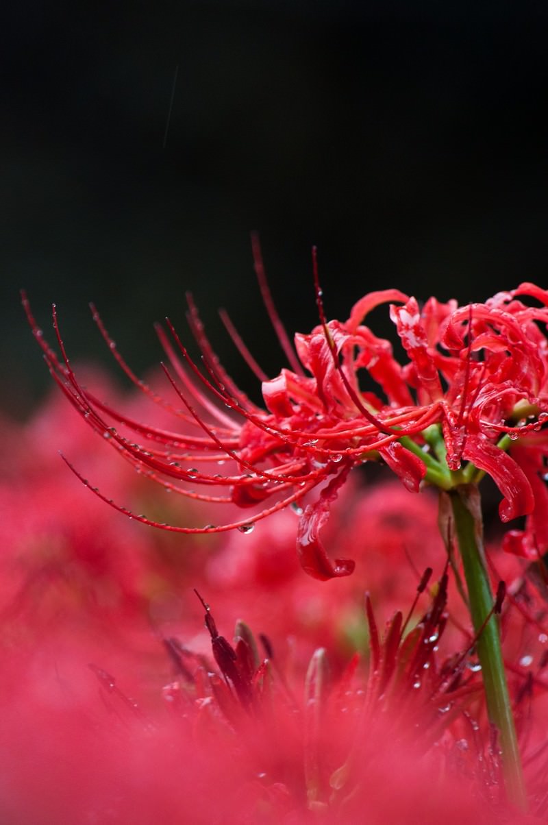 雨に濡れる彼岸花の写真 フリー素材は ぱくたそ 写真を無料ダウンロード