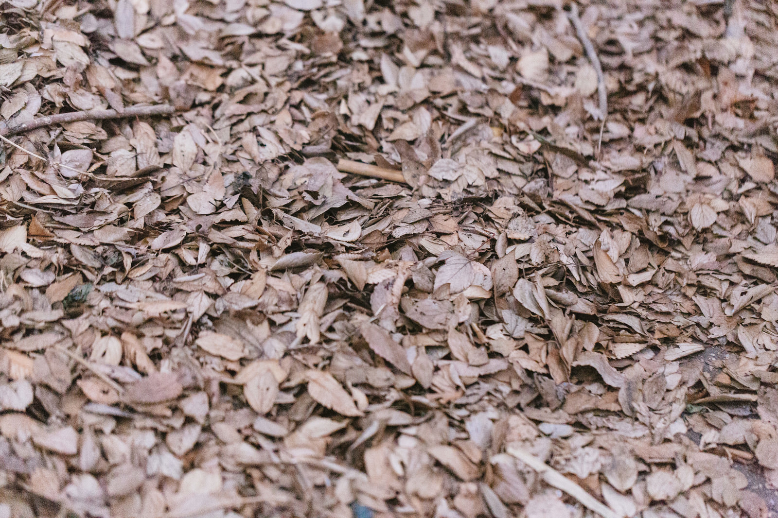 一面の落葉 枯れ葉 の無料の写真素材 フリー素材 をダウンロード ぱくたそ