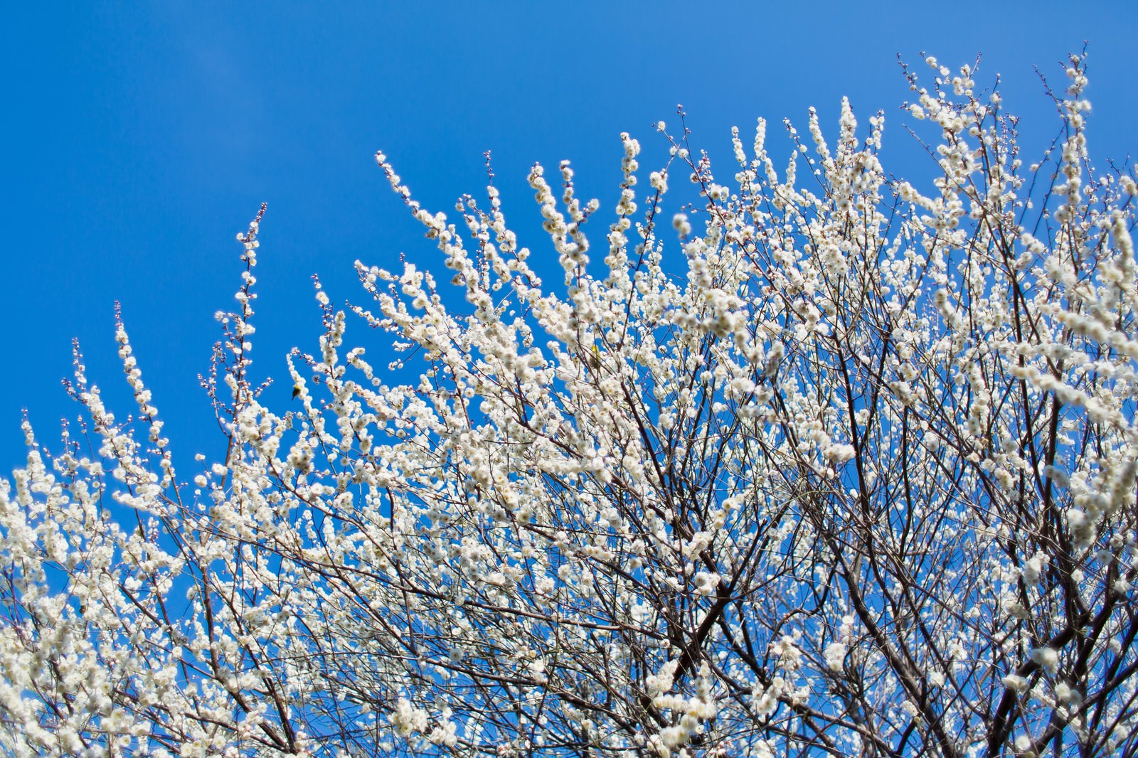 「青空と梅の木」の写真