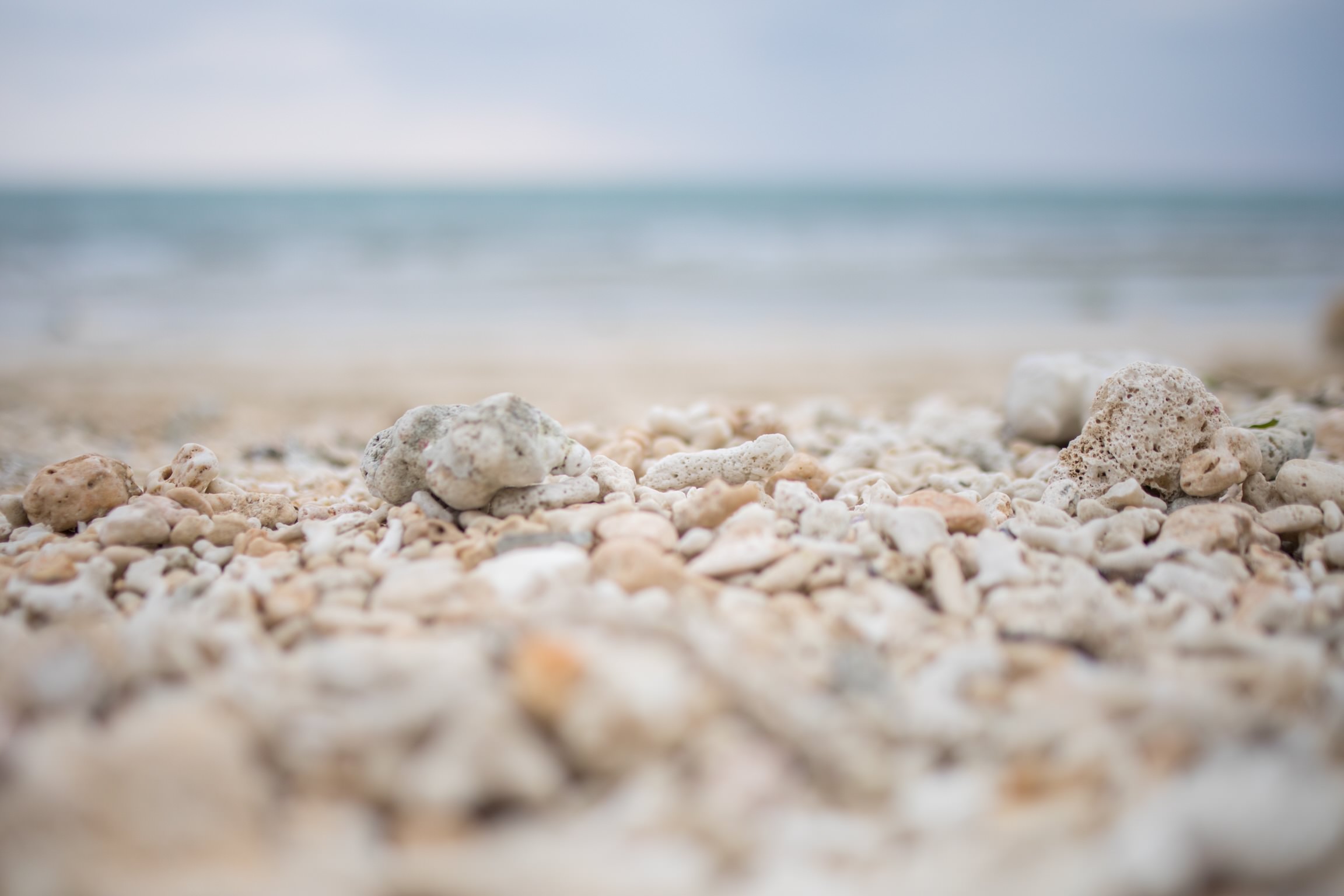 「砂浜の珊瑚 | フリー素材のぱくたそ」の写真