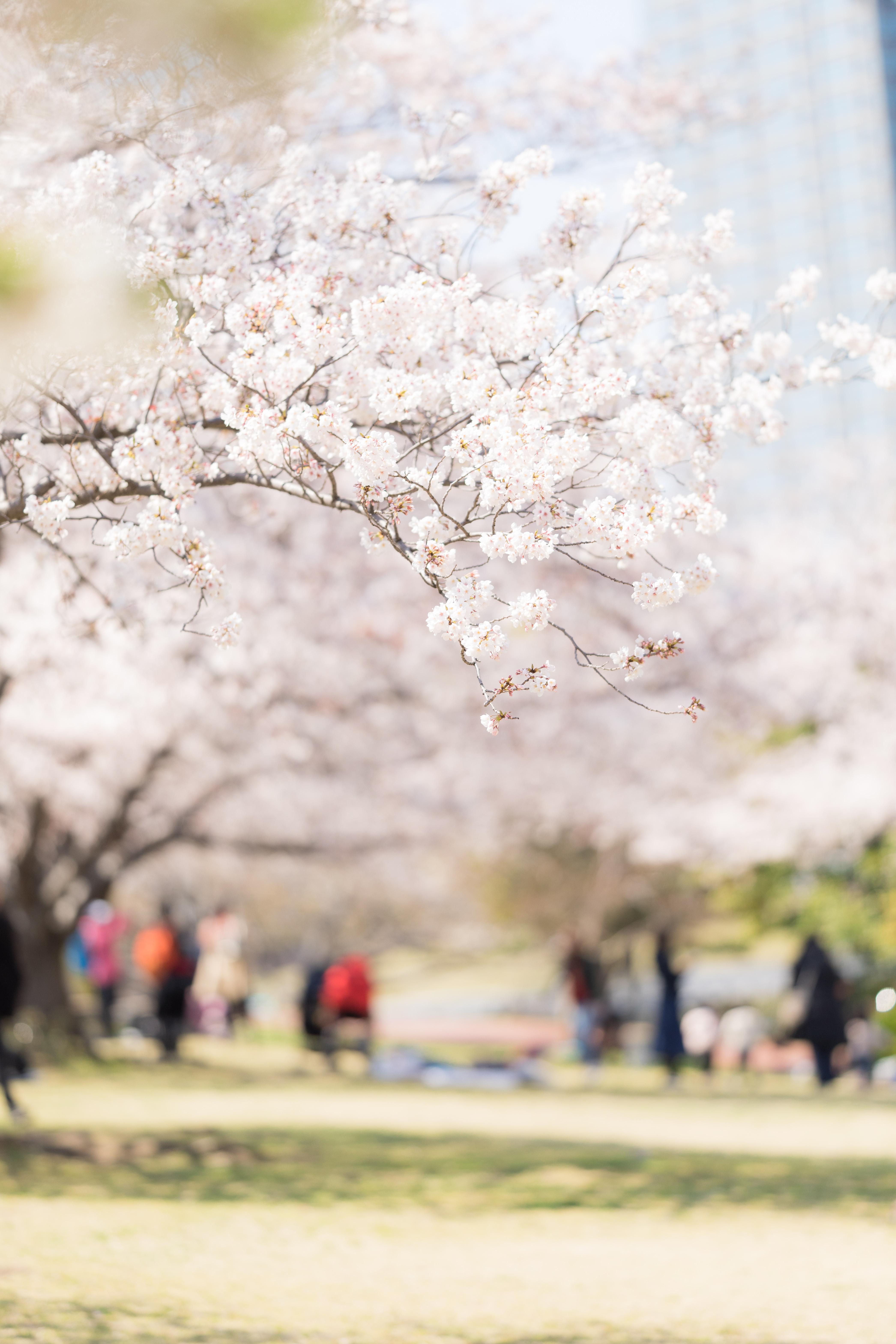 桜の下でお花見の写真素材 ぱくたそ