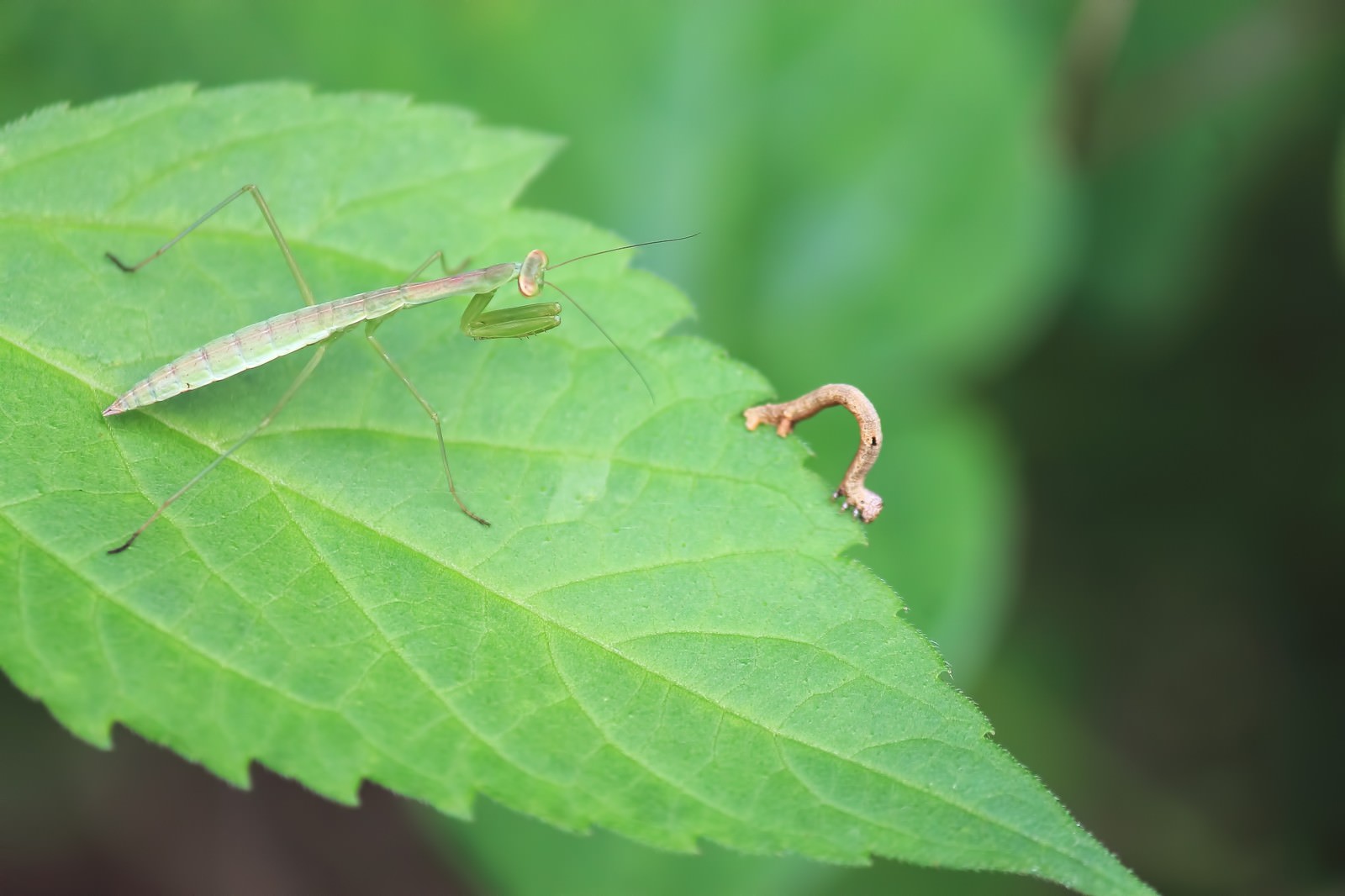 尺取虫を狙うカマキリの写真素材 ぱくたそ