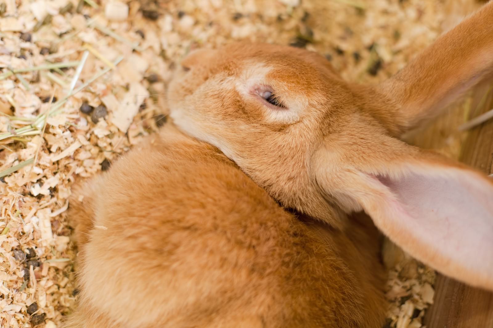 「うとうと薄目をあける茶うさぎ」の写真