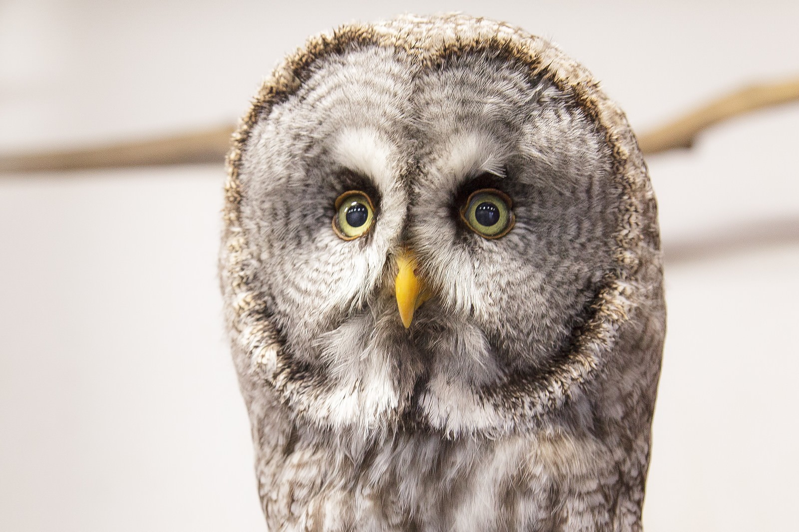 凝視するカラフトフクロウの写真 画像 フリー素材 ぱくたそ