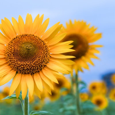 花のカテゴリに関連する写真素材 フリー素材 2197枚 ぱくたそ