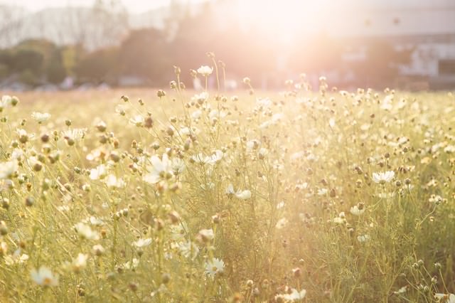 「オレンジ色の夕陽と白いコスモスの花」のフリー写真素材