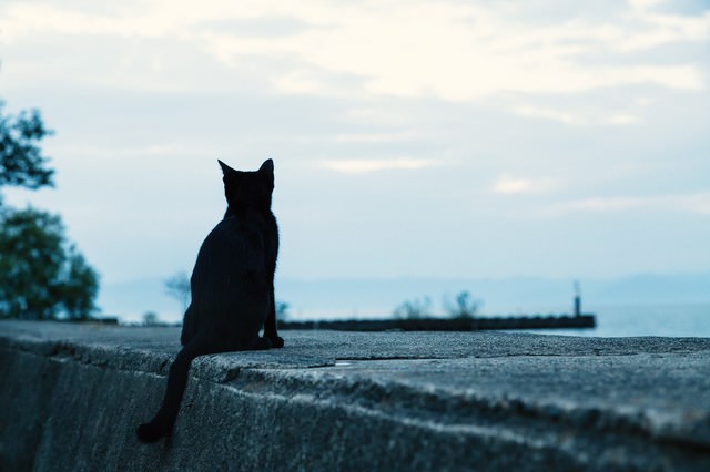 埠頭から海を見る黒猫