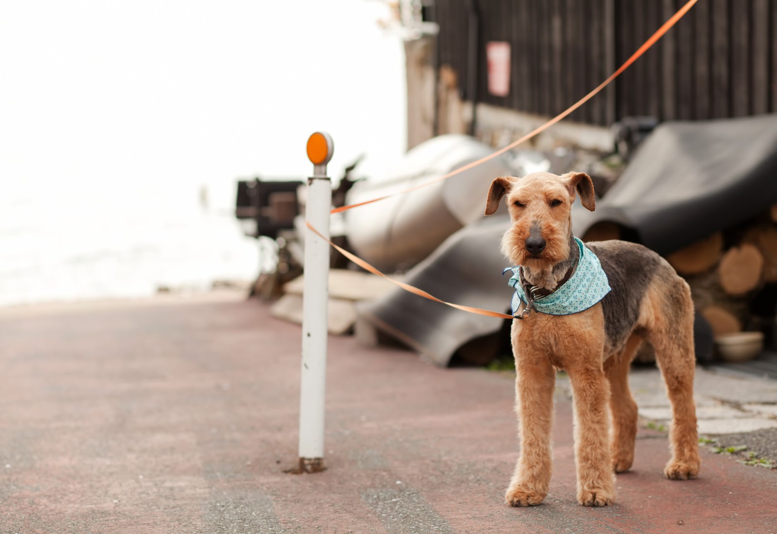 ãé£¼ãä¸»ãå¾ã¤ç¬é£¼ãä¸»ãå¾ã¤ç¬ãã®ããªã¼åçç´ æãæ¡å¤§