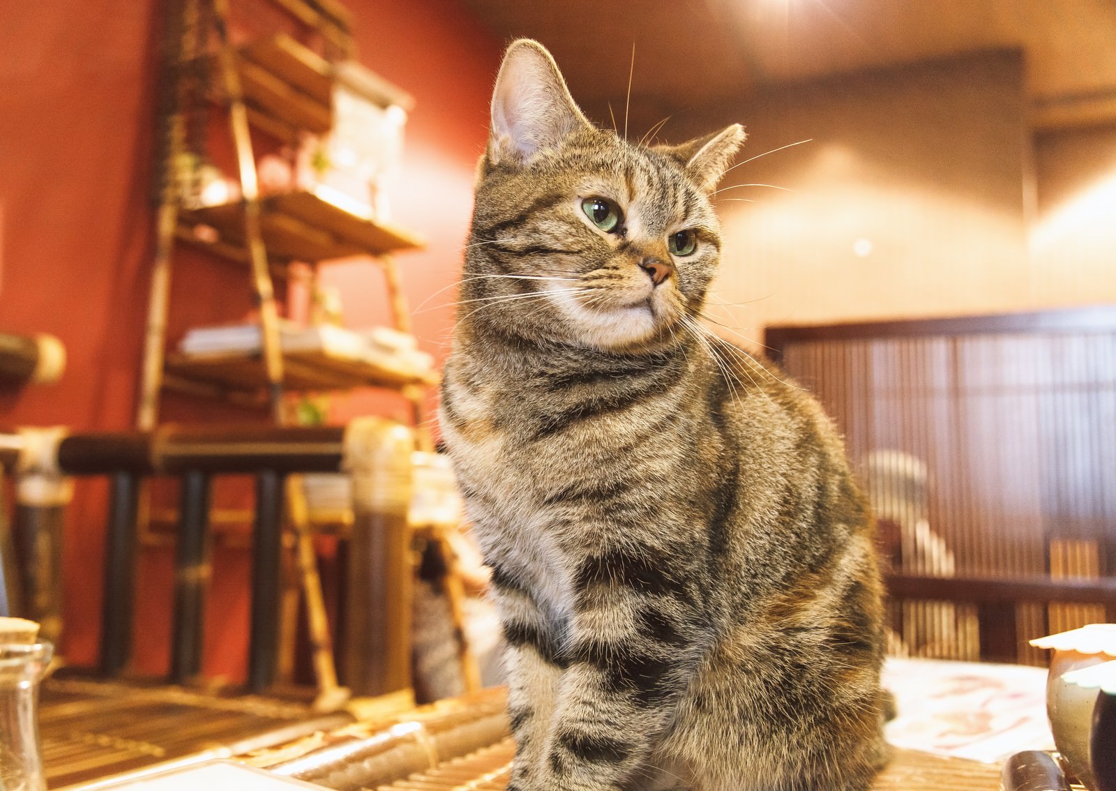 「お座りする猫ちゃん」