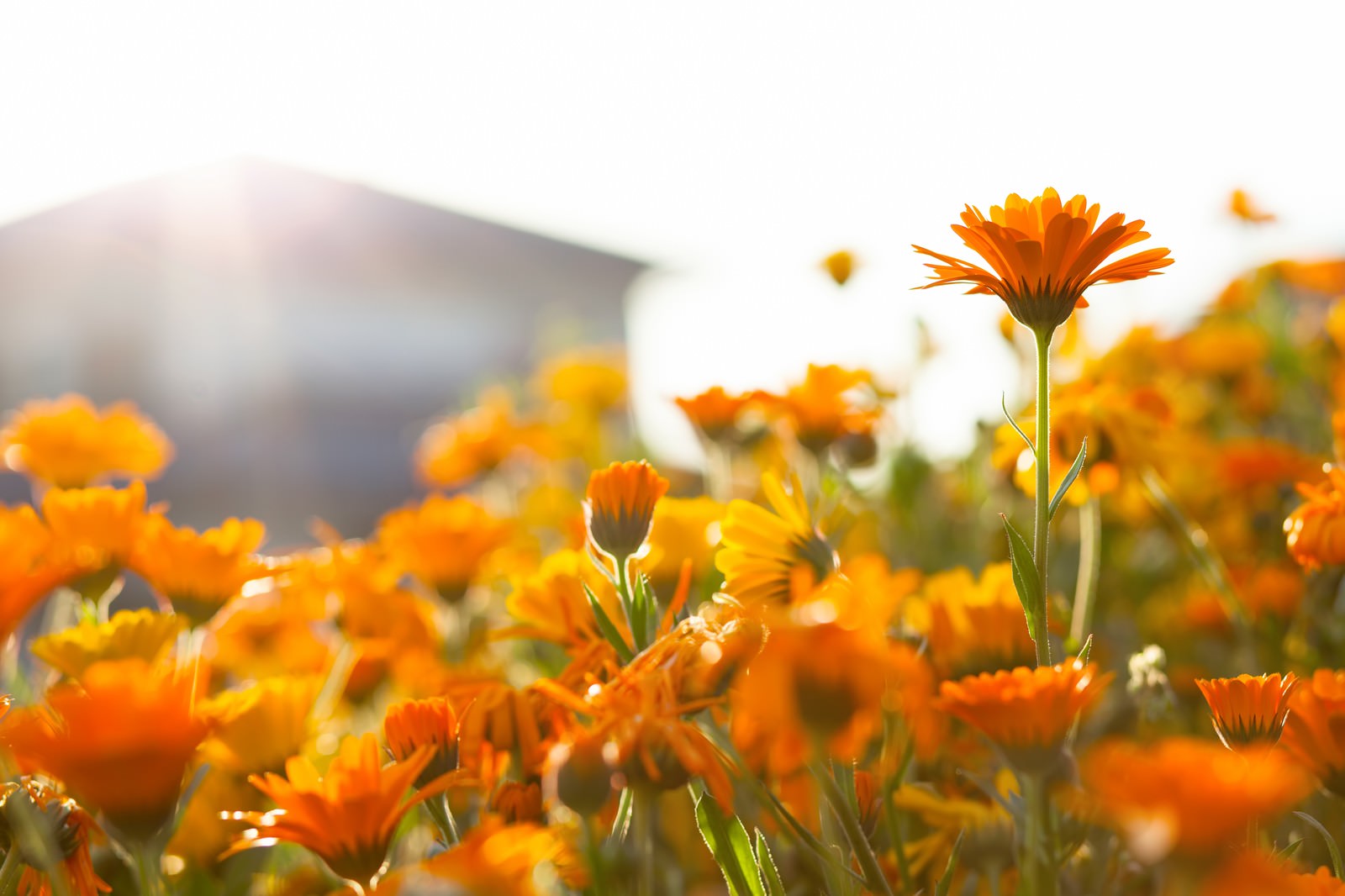 最高かつ最も包括的なオレンジ 花 画像 フリー すべての美しい花の画像