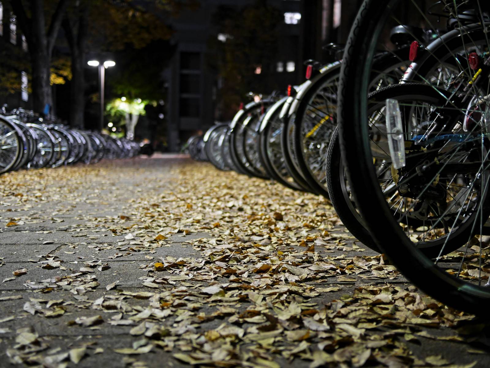 落ち葉と自転車の写真 画像 フリー素材 ぱくたそ