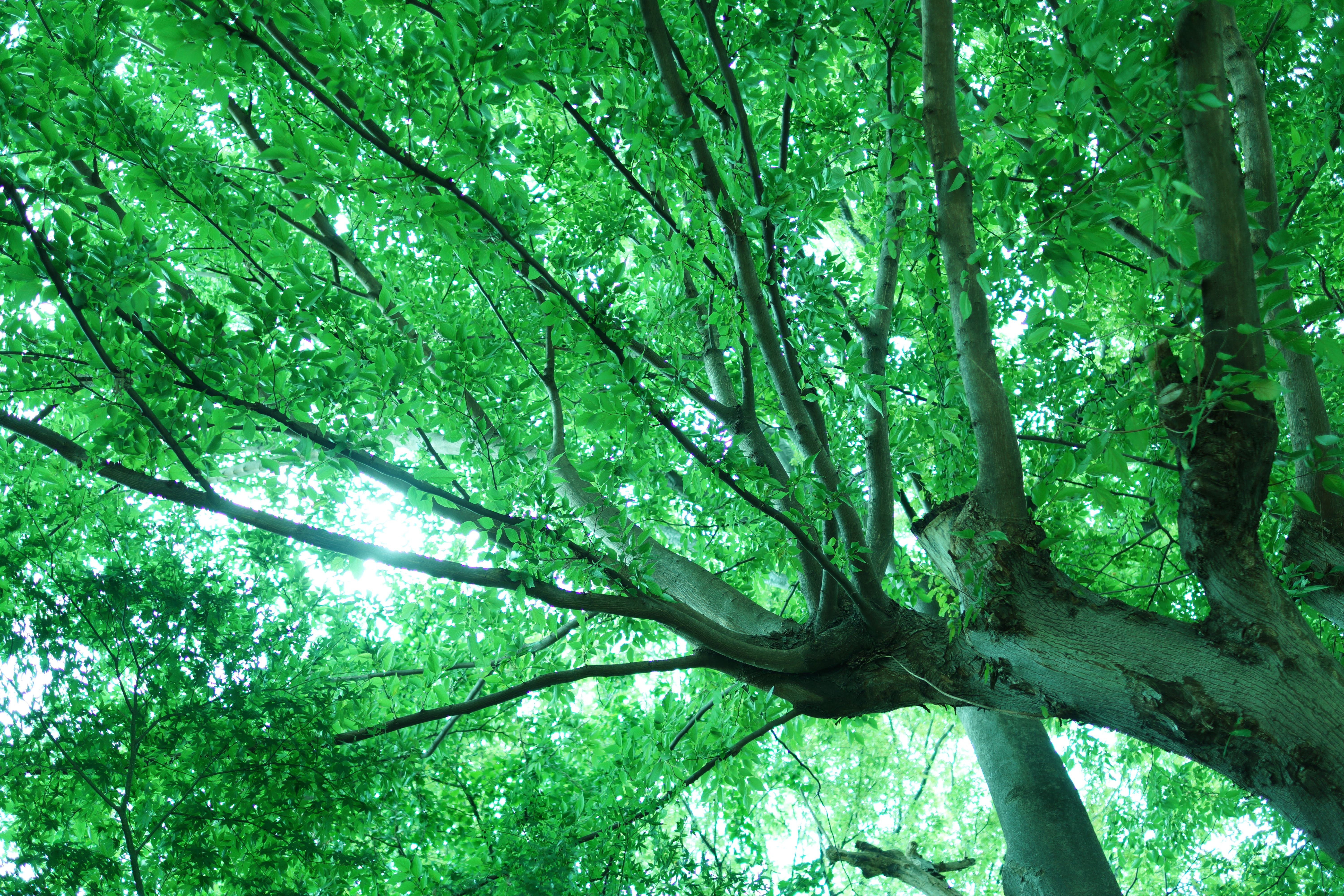 下から見た緑の木の無料の写真素材 フリー素材 をダウンロード ぱくたそ