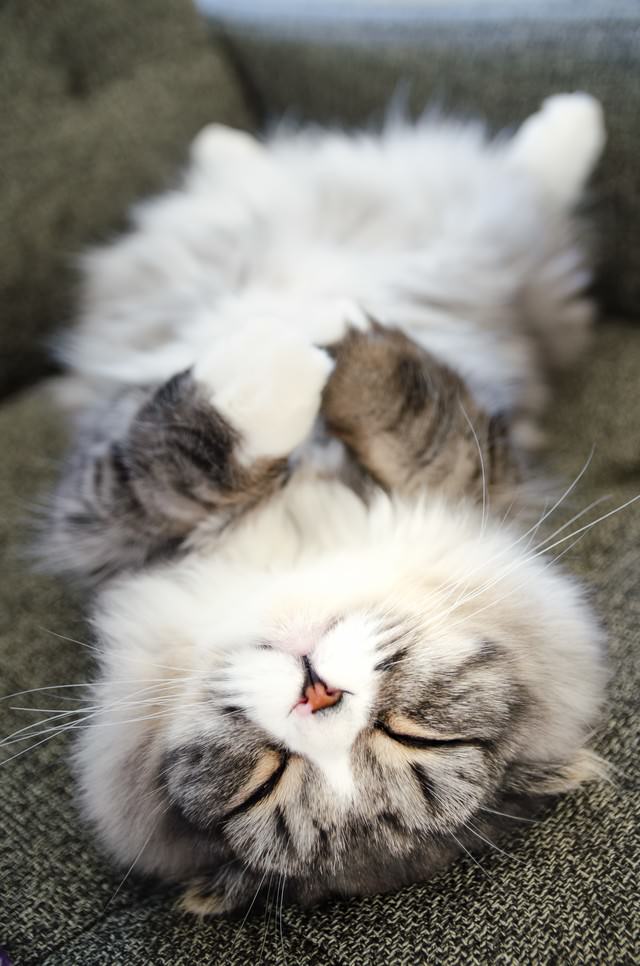 「ひっくり返って寝てる猫（スコティッシュフォールド）」のフリー写真素材