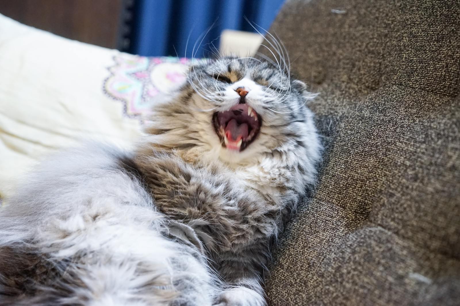 「退屈すぎてあくびが止まらない猫 | フリー素材のぱくたそ」の写真