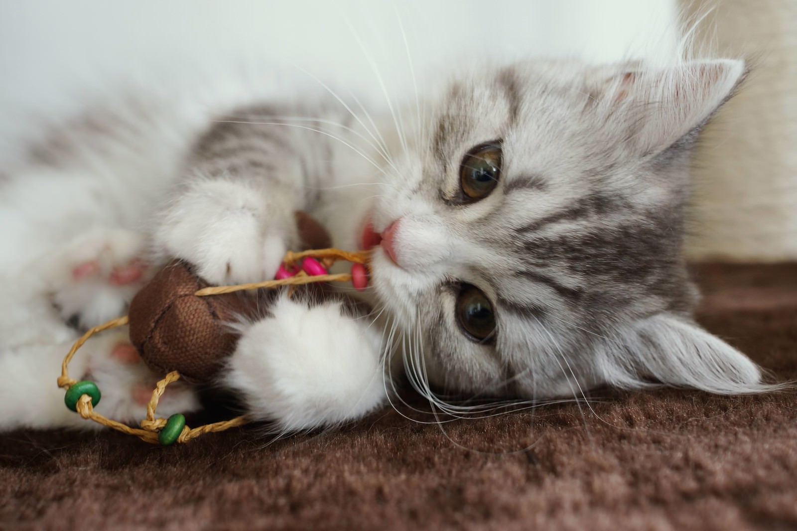 「ねずみのおもちゃとじゃれているメス猫（スコティッシュフォールド）ねずみのおもちゃとじゃれているメス猫（スコティッシュフォールド）」のフリー写真素材を拡大