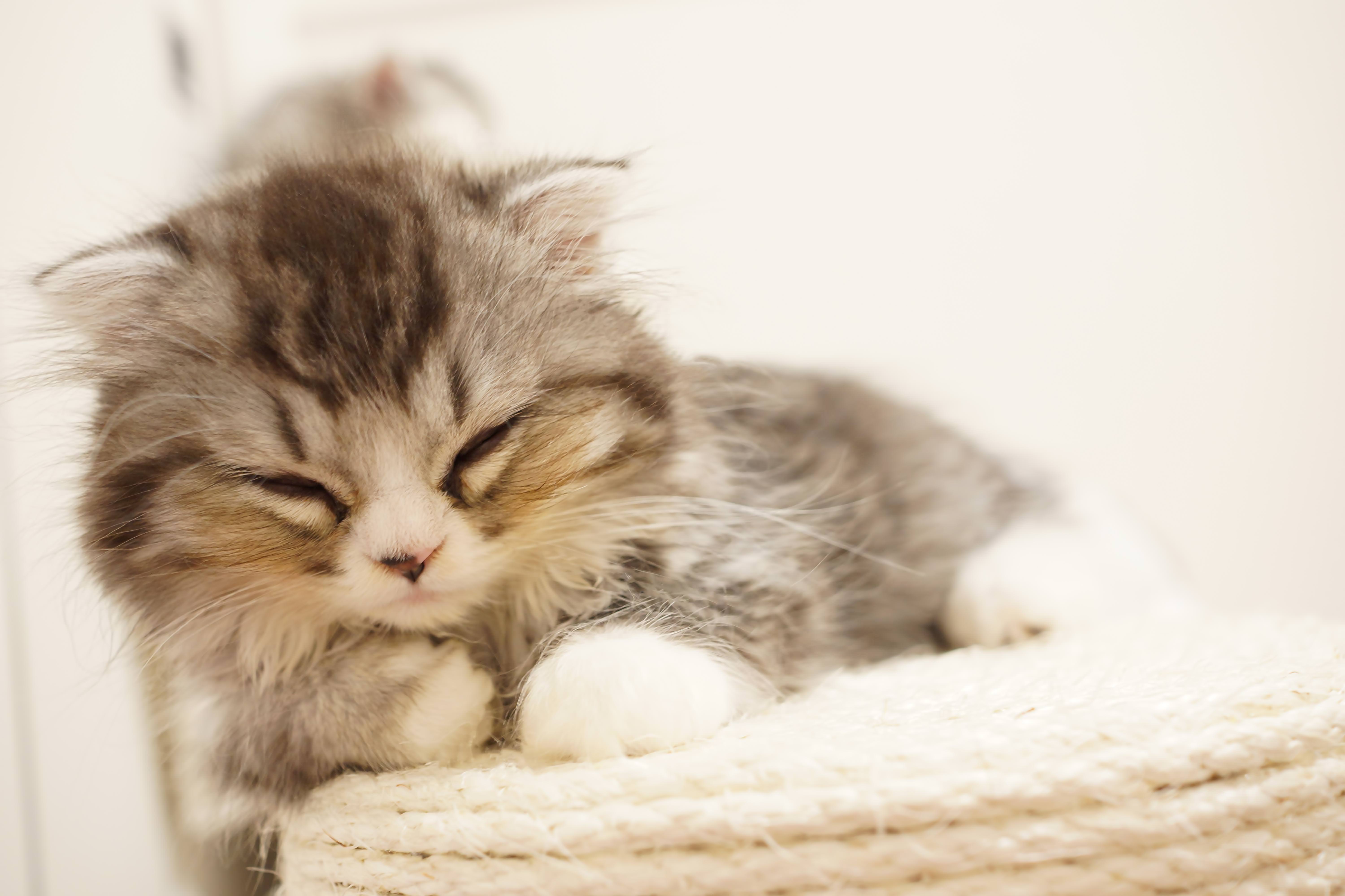 ぐっすり寝ているオス猫 スコティッシュフォールド の写真を無料ダウンロード フリー素材 ぱくたそ