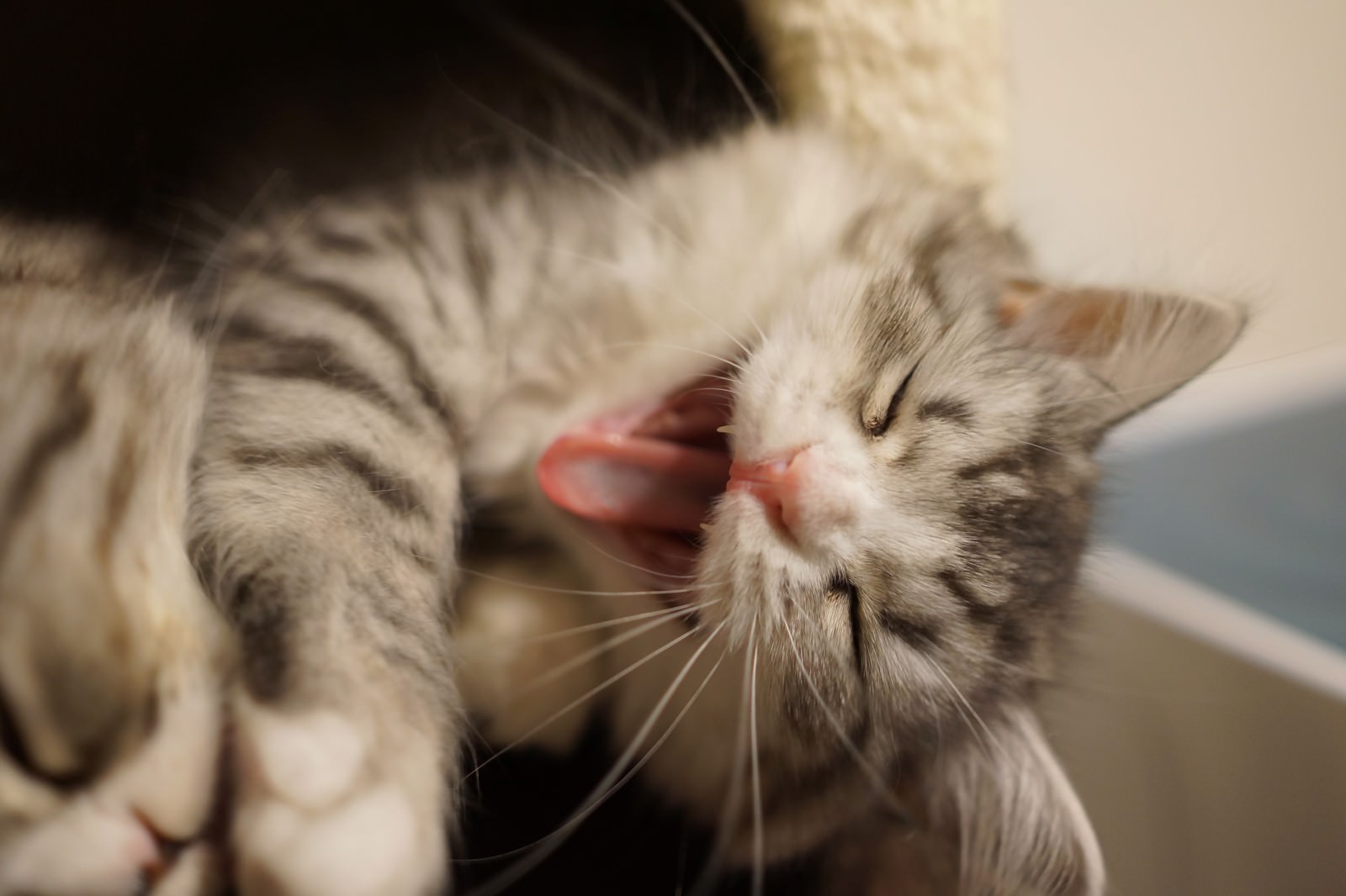 ãå¤§ããªå£ã§ããã³ãããç«ãã®åç