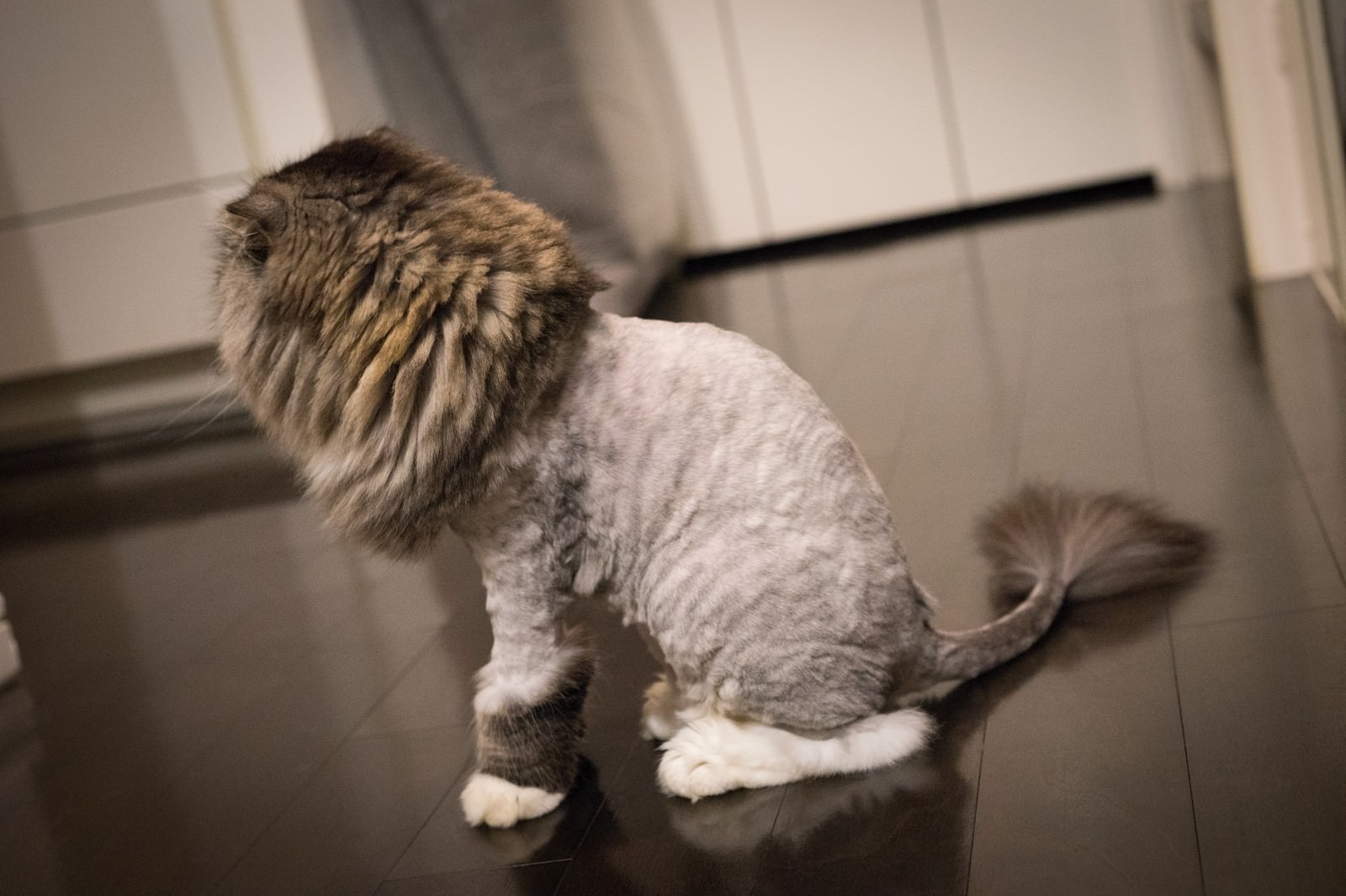 「ライオンカットの猫（スコティッシュフォールド）」の写真