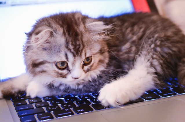 MacBookのキーボードを占拠してるオス猫（スコティッシュフォールド）
