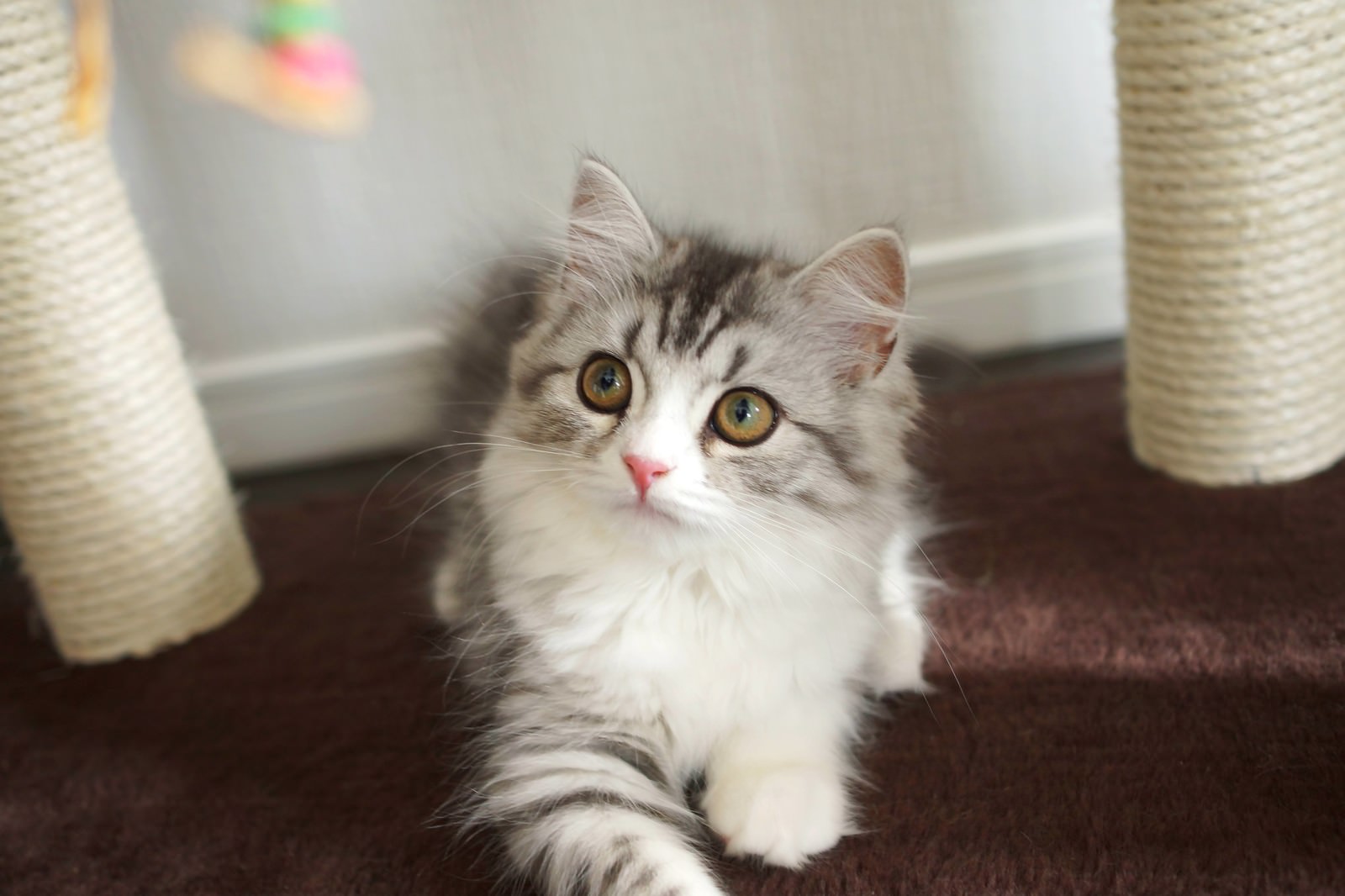 ねずみのおもちゃに興味津々の猫の写真を無料ダウンロード フリー素材 ぱくたそ ねずみのおもちゃに興味津々の猫の写真を無料ダウンロード フリー素材 ぱくたそ